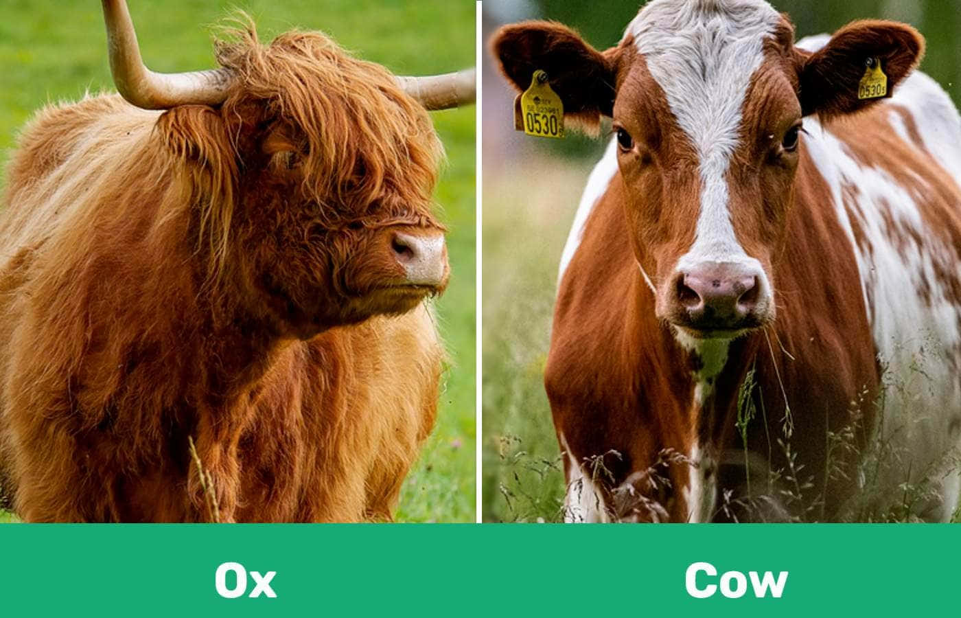 Ox 桌布 壁紙 — 一頭毛茸茸棕色毛髮、彎角的蘇格蘭高地牛，站在一頭戴有耳標的棕白相間乳牛旁邊，身處草地田野中。