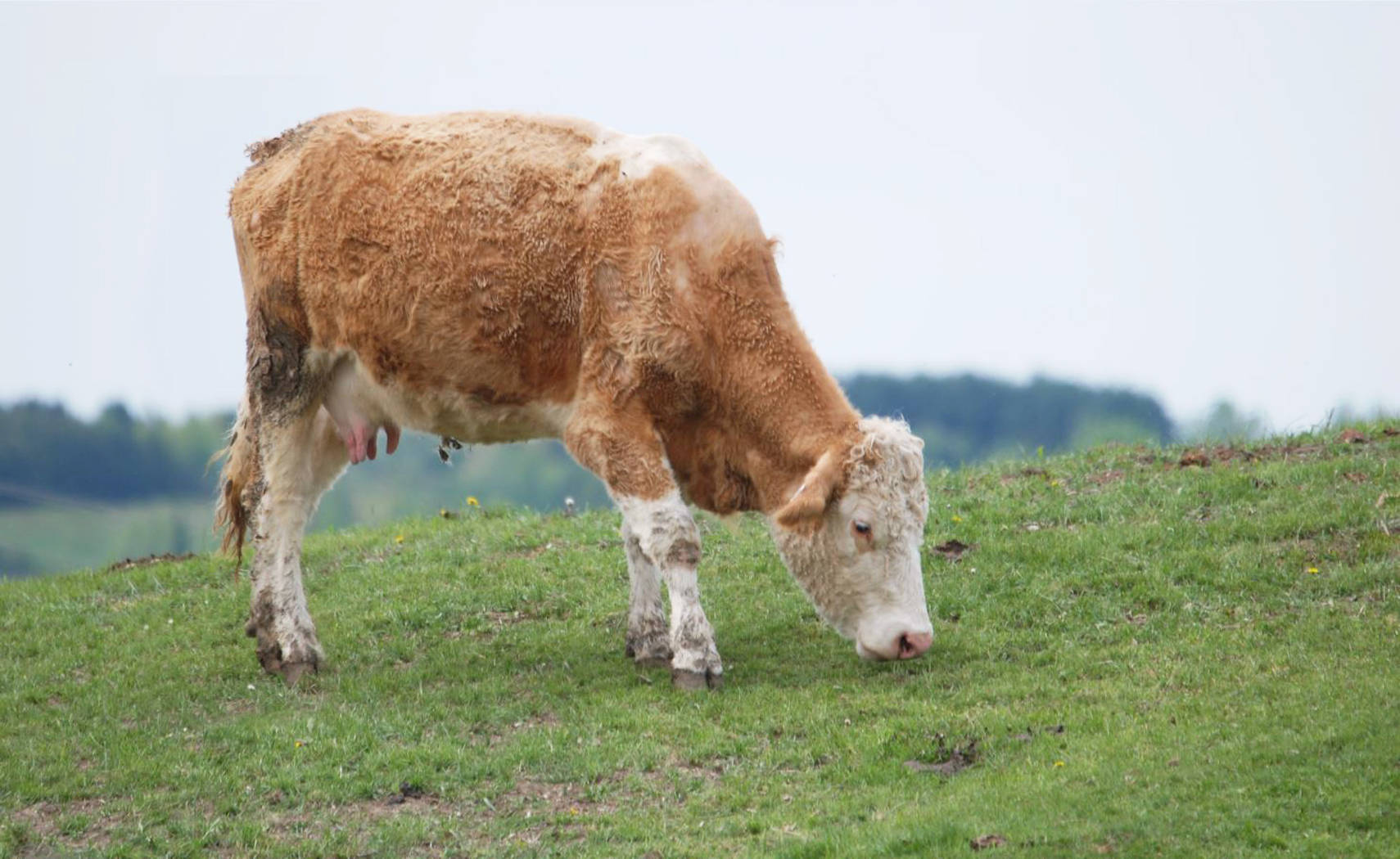 Cute Cow 桌布 壁紙 — 一頭毛茸茸的棕白相間的牛在多雲的天空下，在茂密的綠色山丘上平靜地吃草。