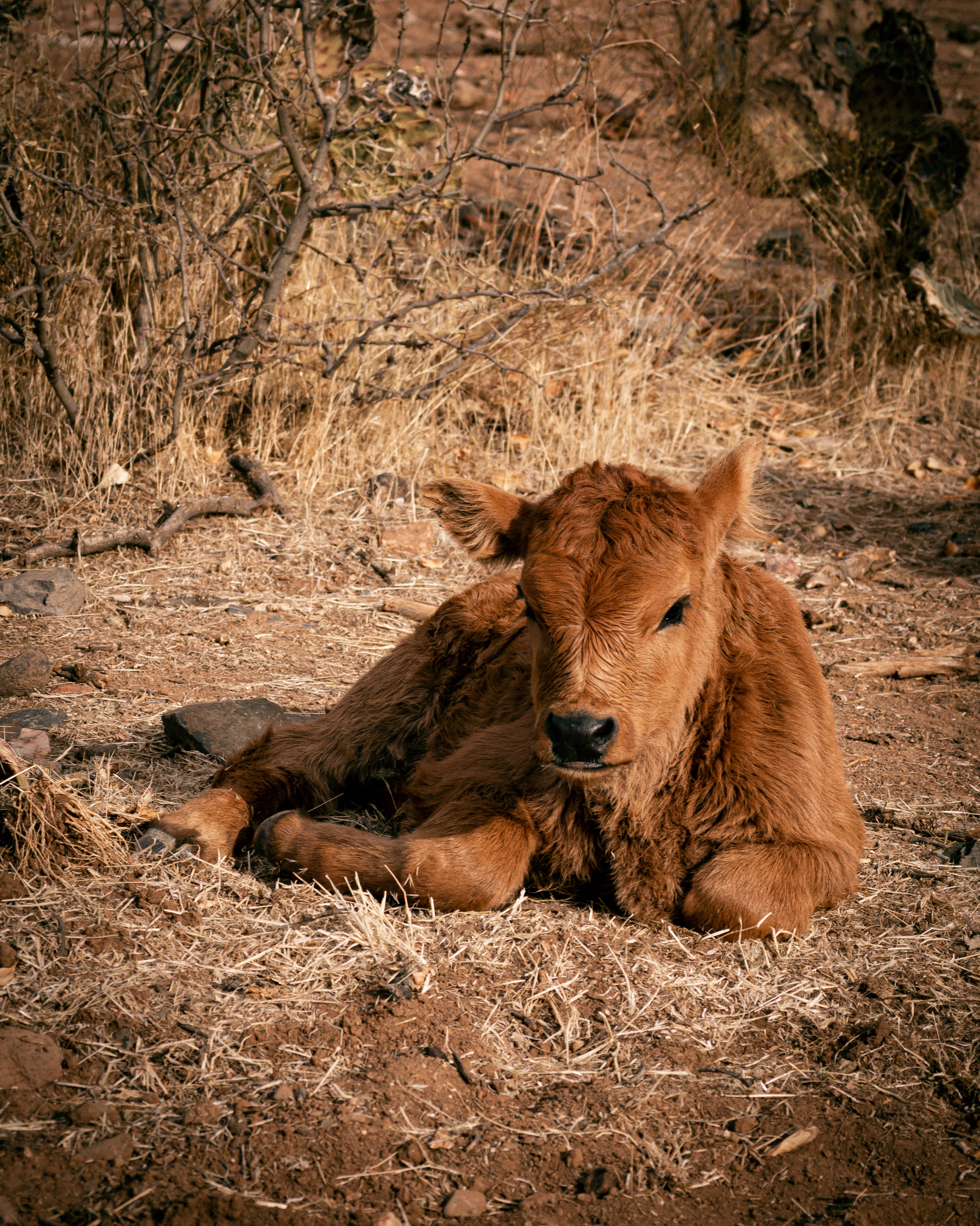 Cute Cow 桌布 壁紙 — 一頭毛茸茸的棕色小牛在溫暖的陽光下，在乾草上平靜地休息，置身於質樸的戶外環境中。
