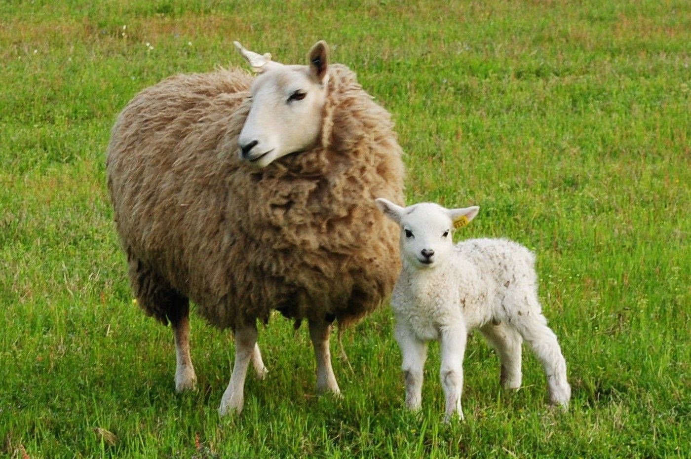 farm animals 桌布 壁紙 — 一頭毛茸茸的棕色母羊和她的小白羊羔一起站在明亮的日光下充滿活力的綠色牧場中。