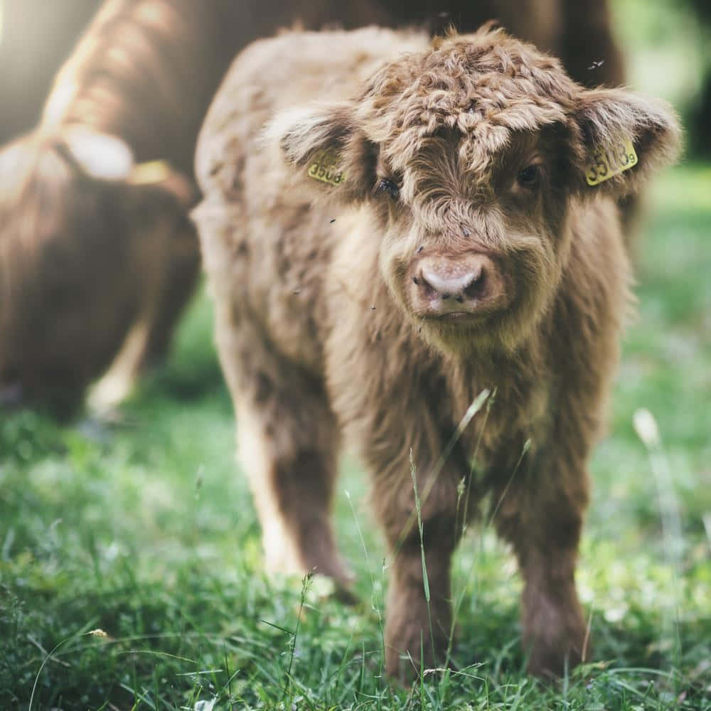 Highland Cow 桌布 壁紙 — 一頭毛茸茸的棕色高地小牛，帶著耳標，站在陽光普照的綠色草地上，用柔和的眼神直視鏡頭。
