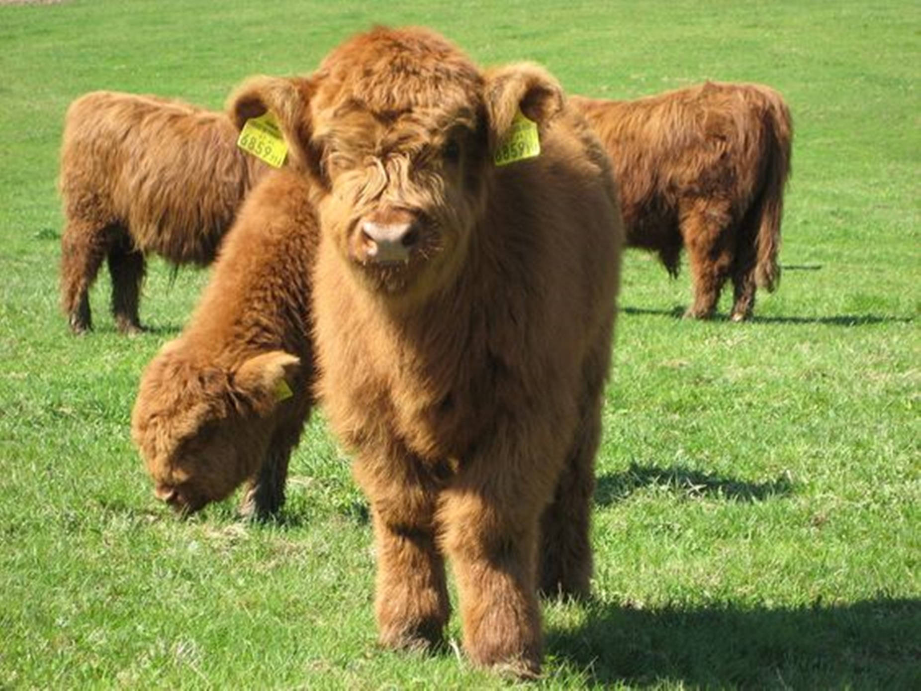 farm animals 桌布 壁紙 — 一頭毛茸茸的棕色高地小牛，戴著黃色耳標，站在鮮綠色的草地上，附近有其他小牛在吃草。