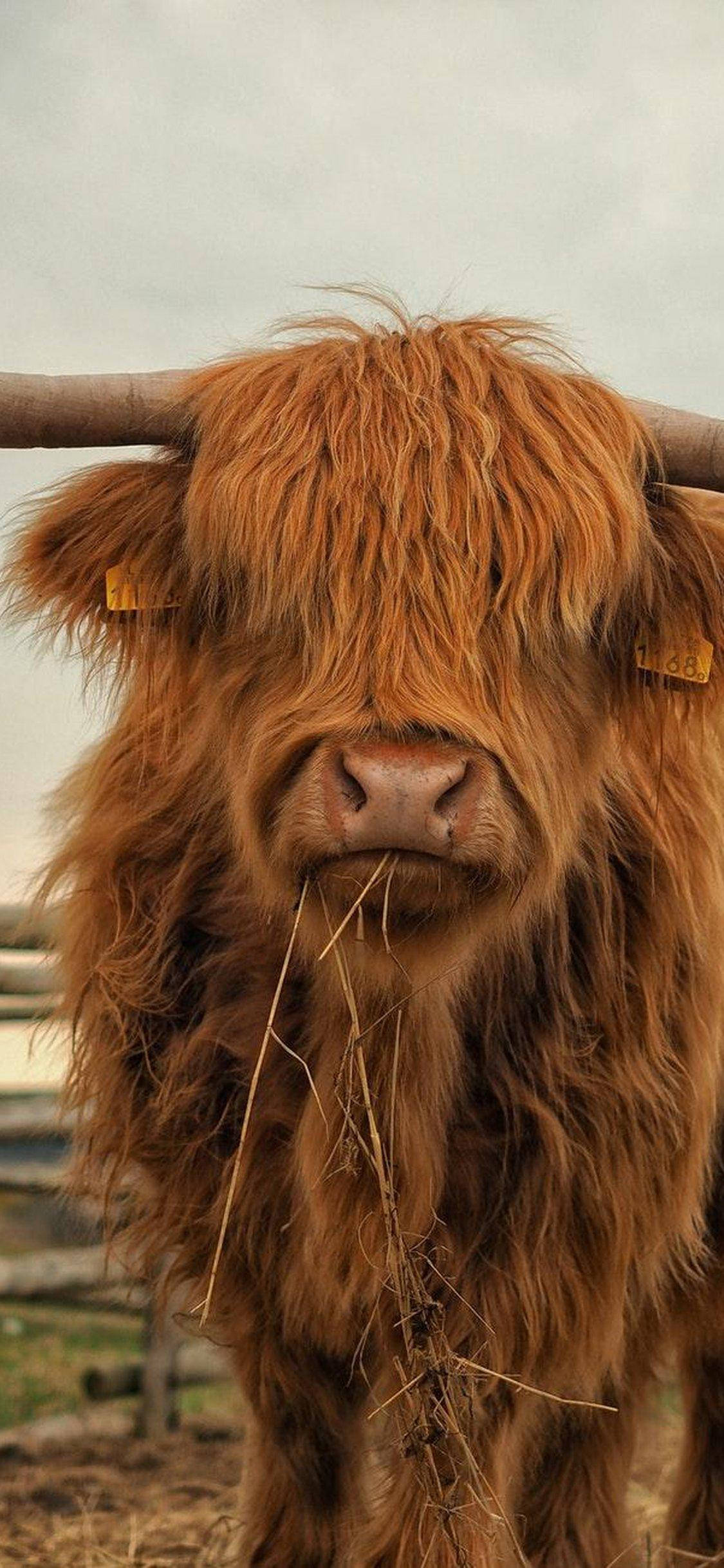 動物 桌布 壁紙 — 一頭毛茸茸的棕色高地牛，在多雲的天空下，咀嚼乾草，有著大角和耳標的特寫。