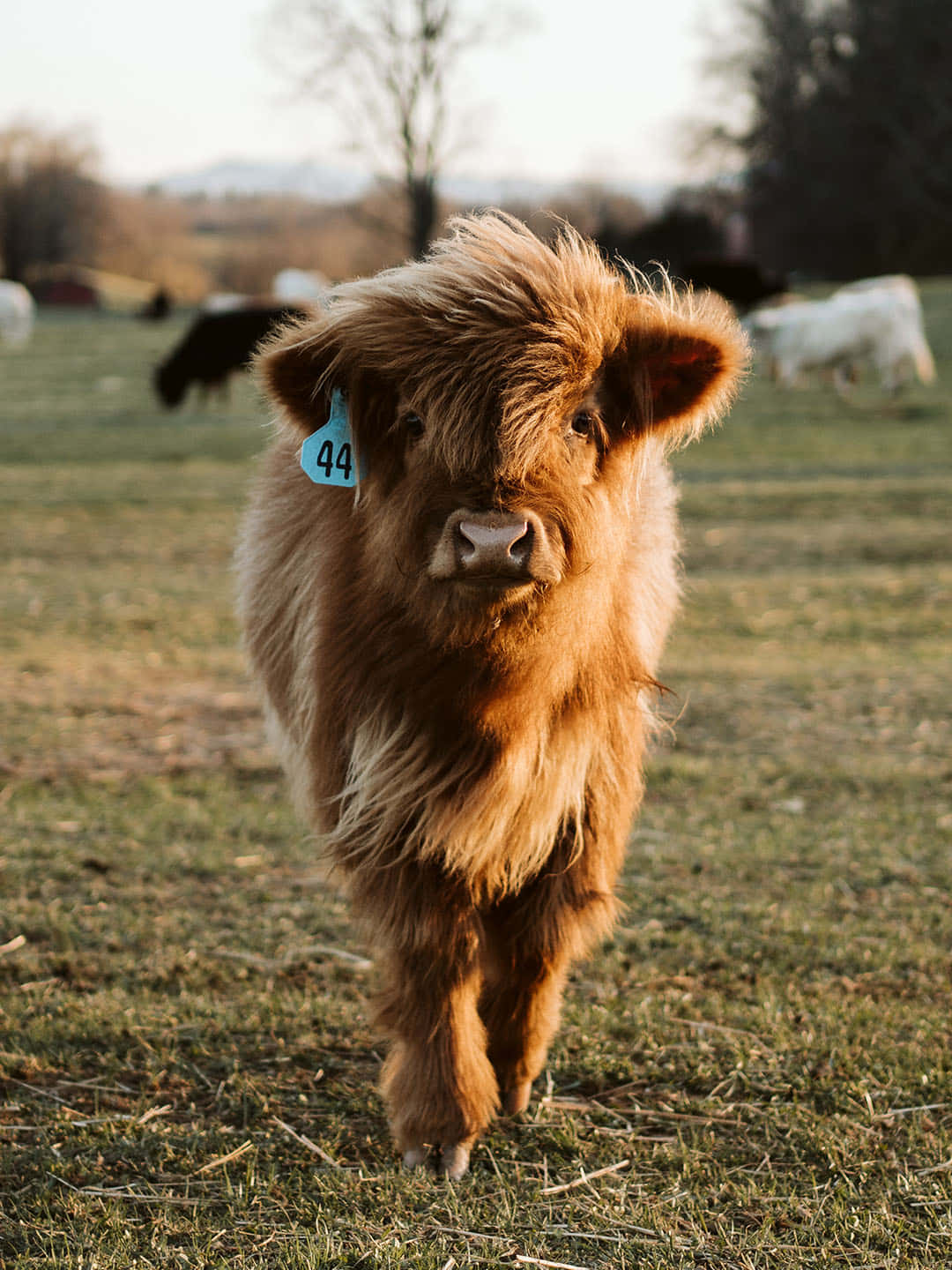 Cute Cow 桌布 壁紙 — 一頭毛茸茸的棕色高地牛，帶有藍色耳標，在黃金時刻穿過草地走向鏡頭。