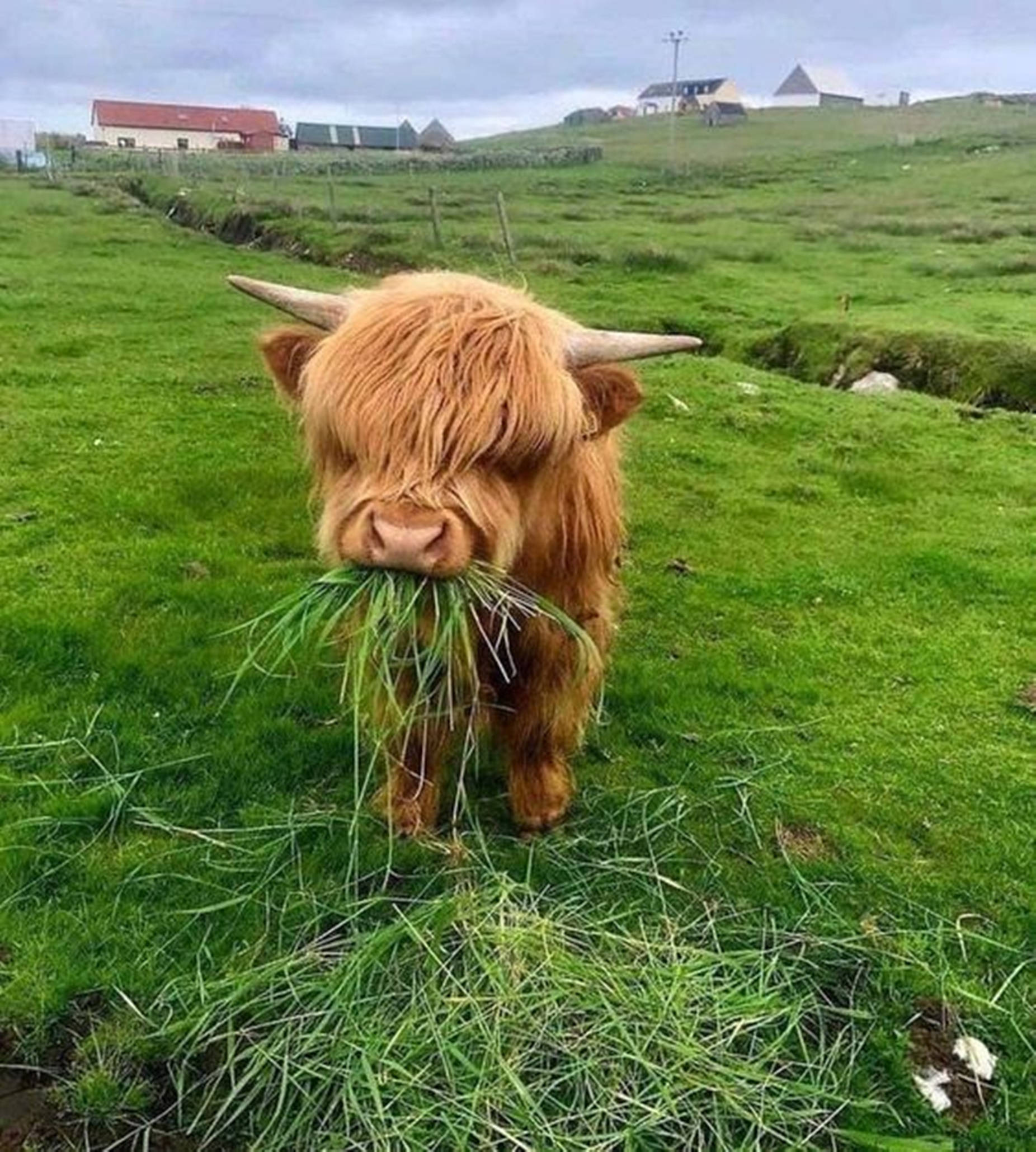 baby animal 桌布 壁紙 — 一頭毛茸茸的棕色高地牛在充滿活力的綠色田野中咀嚼青草，遠處有農舍，天空多雲。