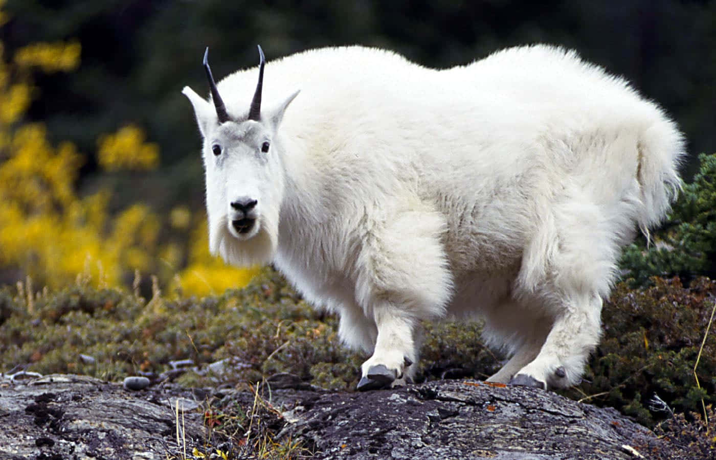 Mountain Goat 桌布 壁紙 — 一頭毛茸茸的白色山羊長著黑色角，在秋葉中警覺地站在岩石露頭上。