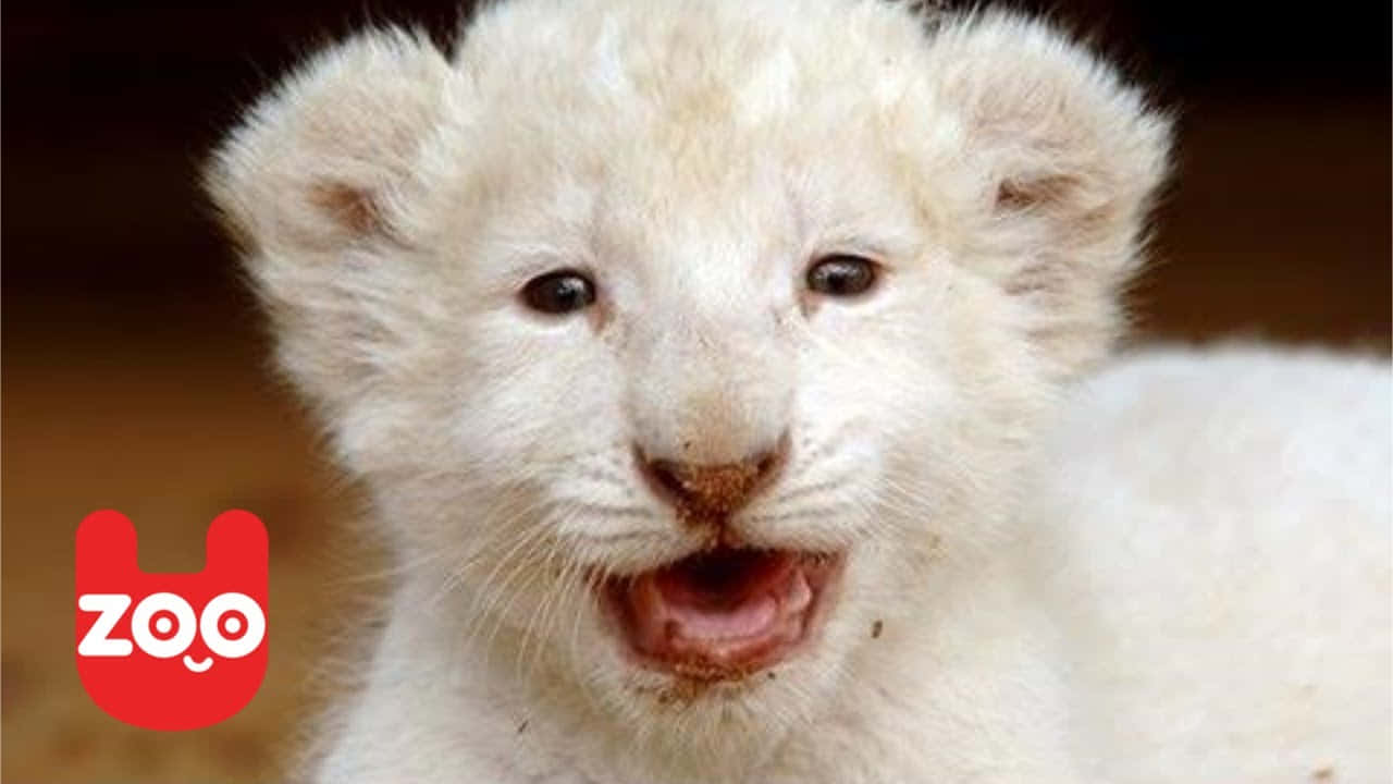 Baby Lion 桌布 壁紙 — 一頭毛茸茸的白色獅子幼崽的特寫，深色眼睛，張開的嘴巴露出細小的牙齒。