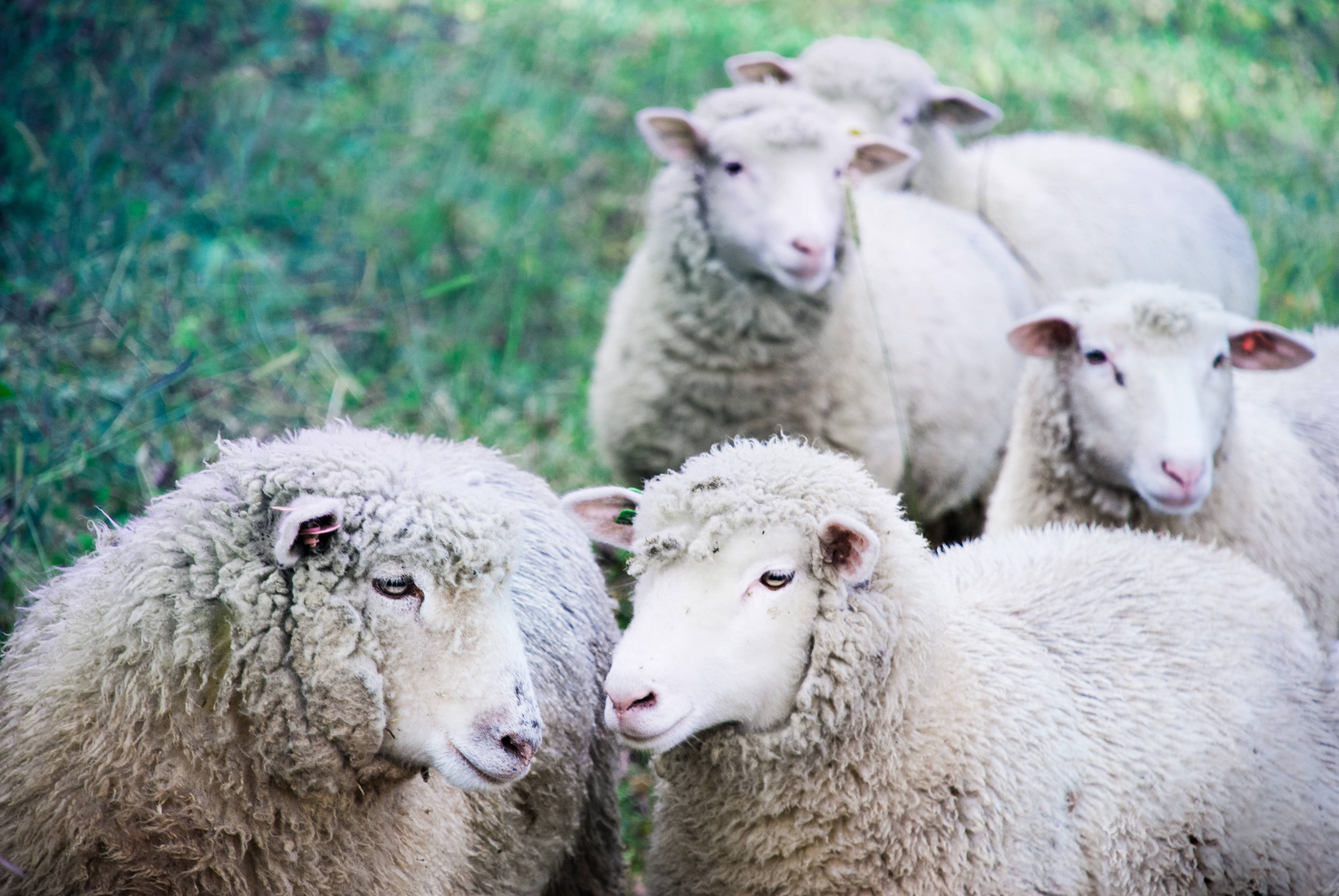 Sheep 桌布 壁紙 — 一頭毛茸茸的白色綿羊在柔軟的綠色草地上，帶著好奇的眼神向前凝視的特寫。