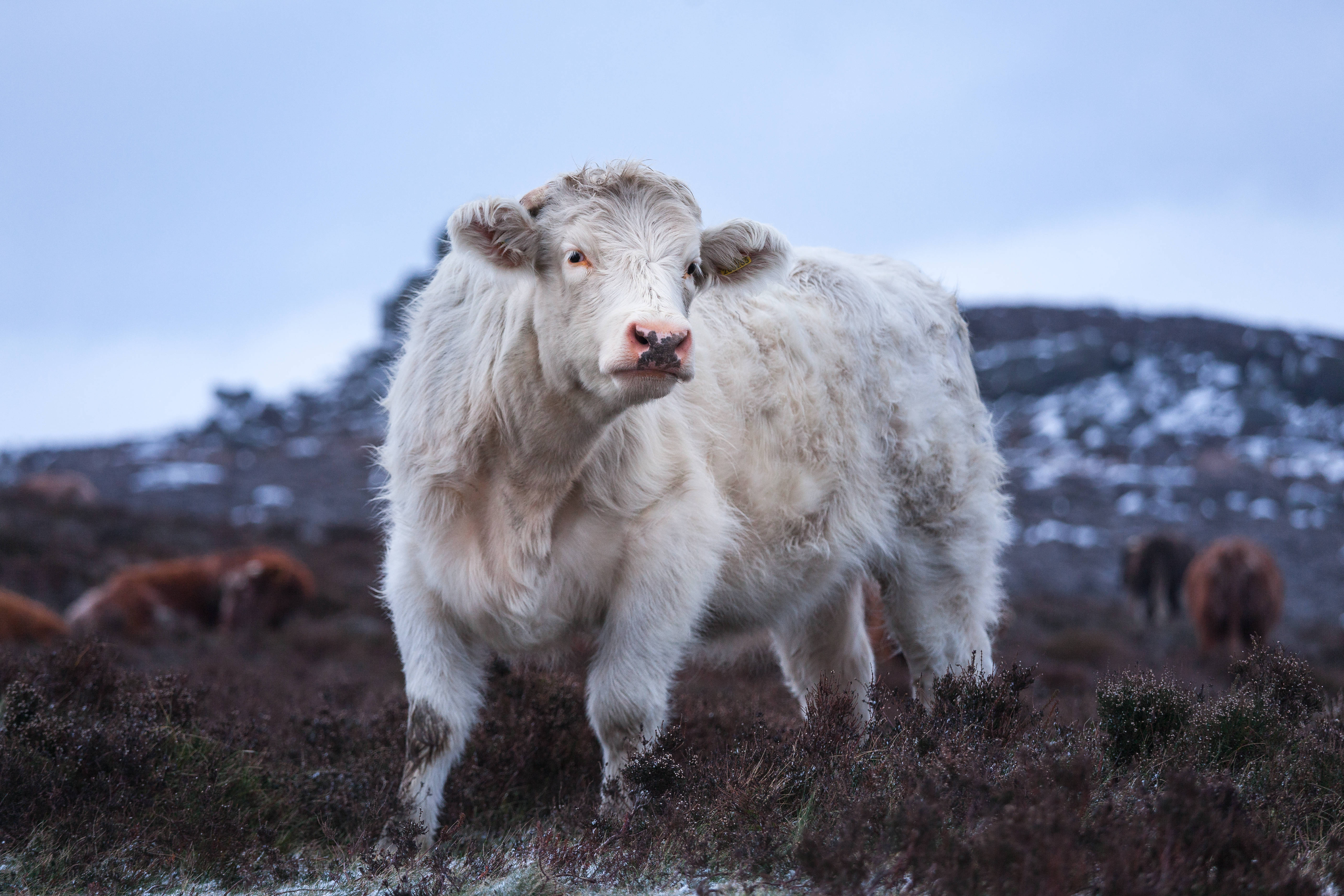 Cute Cow 桌布 壁紙 — 一頭毛茸茸的白色高地牛在蒼白的天空下，站在有雪覆蓋山丘的霜凍荒原上警覺地站立。