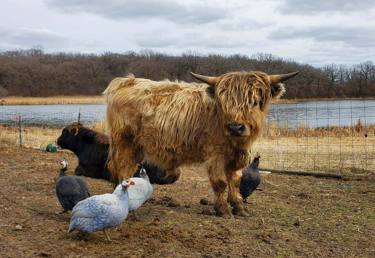 Cute Cow 桌布 壁紙 — 一頭毛茸茸的高地牛站在泥濘的牧場上，與珍珠雞和一頭黑色小牛一起，靠近一個有圍欄的池塘，天空多雲。
