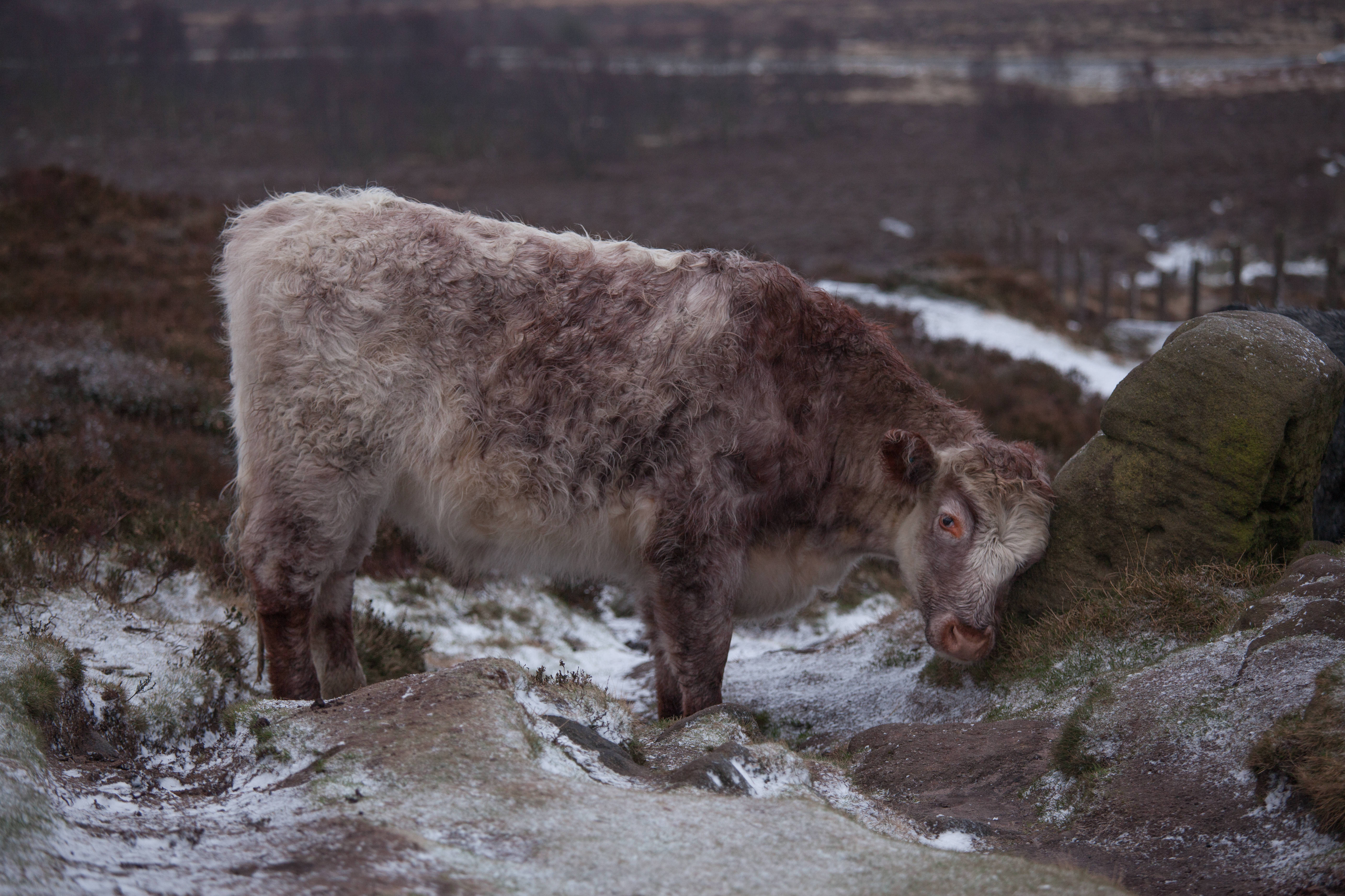 Cute Cow 桌布 壁紙 — 一頭毛茸茸的高地牛站在白雪覆蓋、崎嶇的山丘景觀中，植被稀疏，遠處有圍欄。