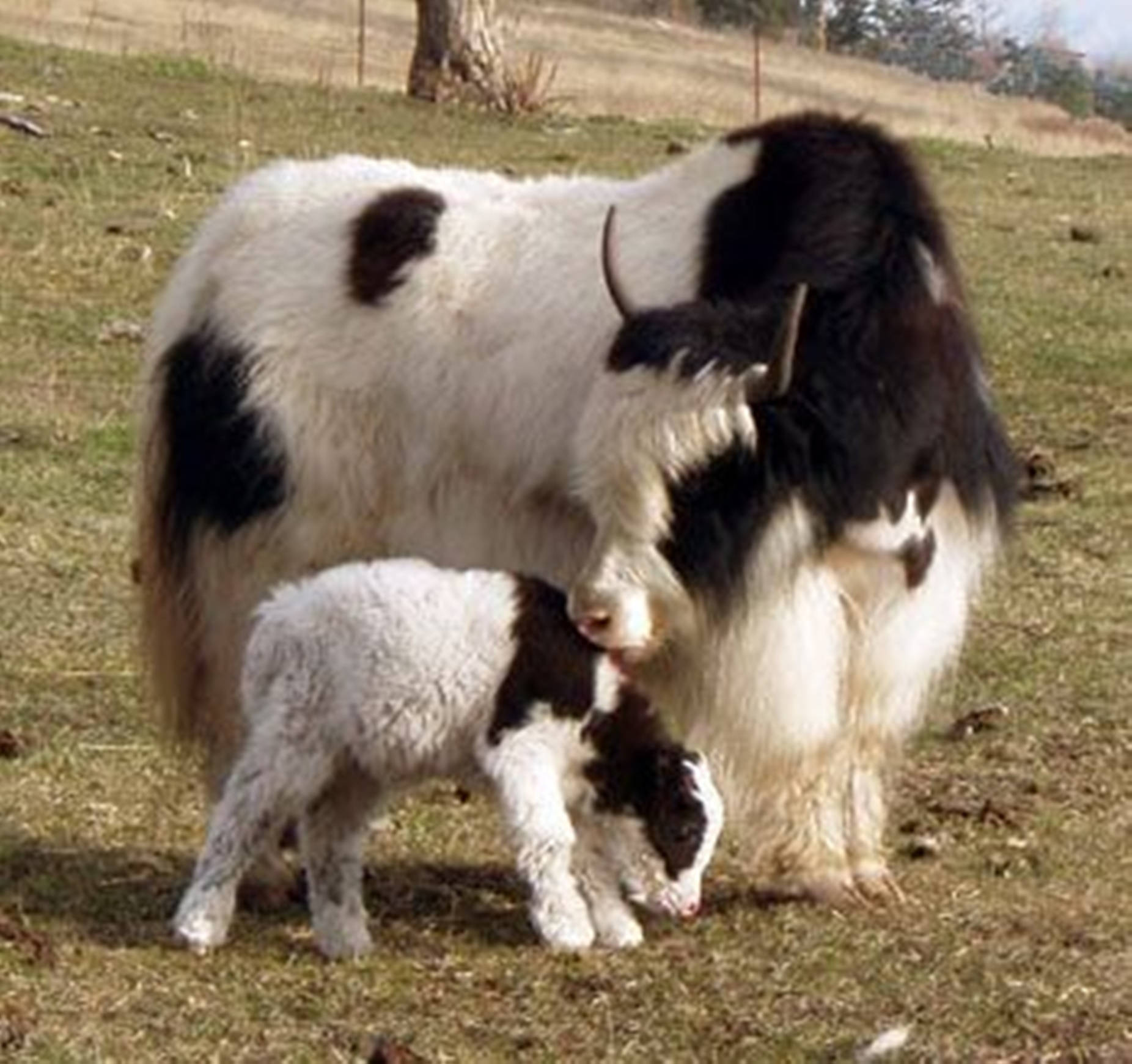 baby animal 桌布 壁紙 — 一頭毛茸茸的黑白氂牛媽媽在陽光明媚的草地上輕輕地用鼻子蹭著牠的小牛。