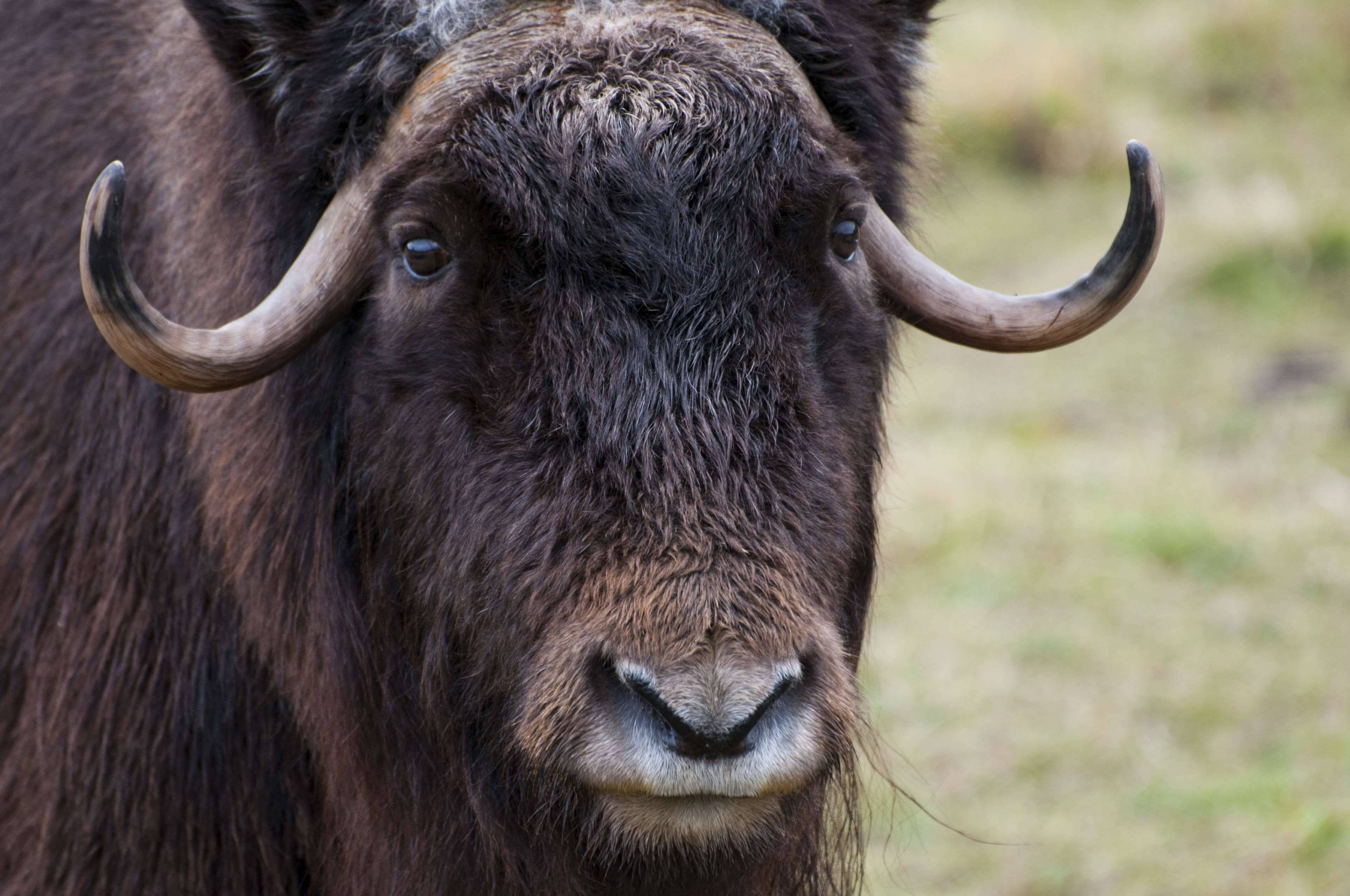 Ox 桌布 壁紙 — 一頭毛髮濃密深色、角彎曲的麝牛在草地上直視鏡頭的特寫。