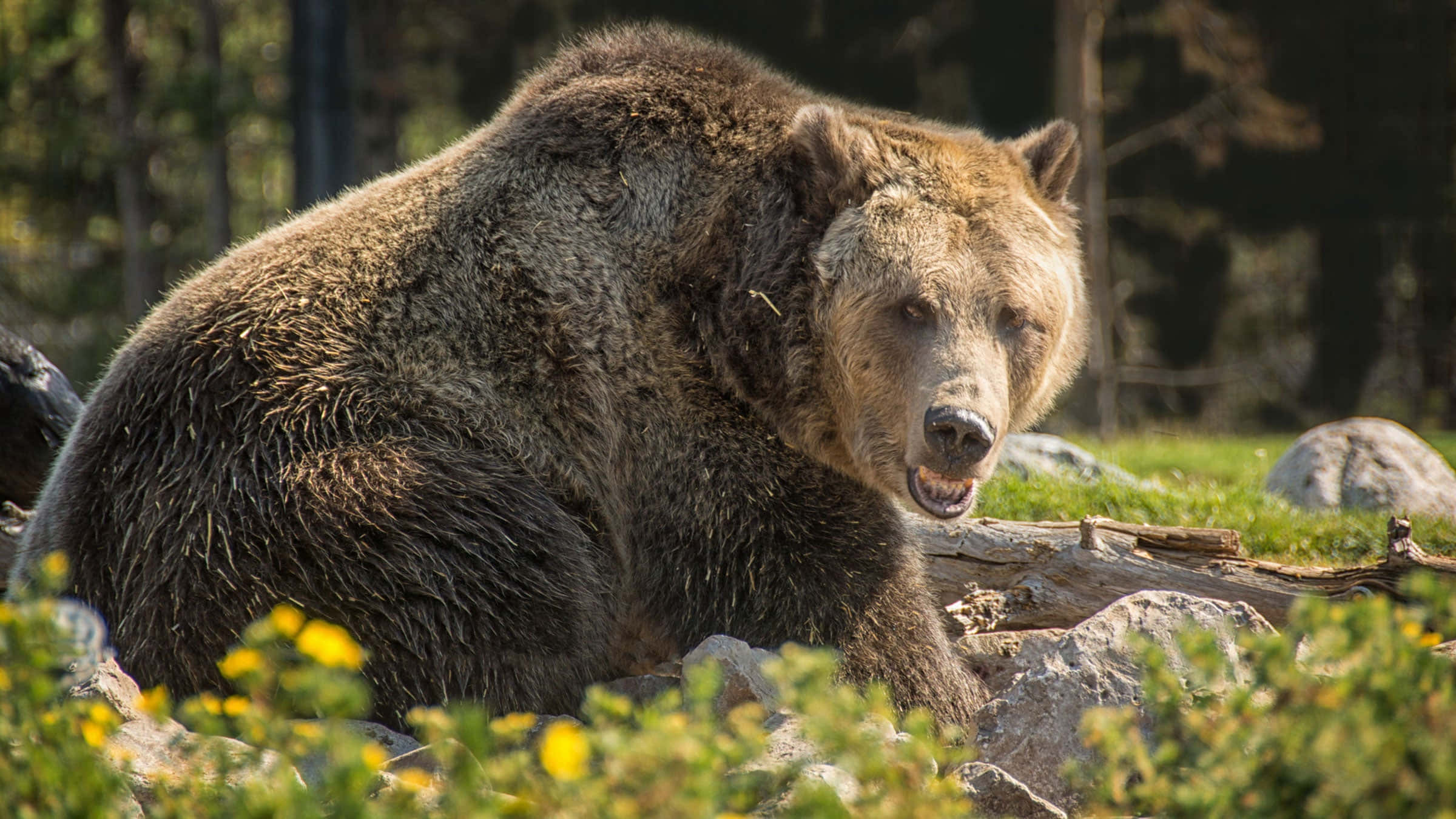 grizzly bear 桌布 壁紙 — 一頭毛髮濃密的大棕熊警覺地坐在岩石和綠植之間，前景有黃色花朵。