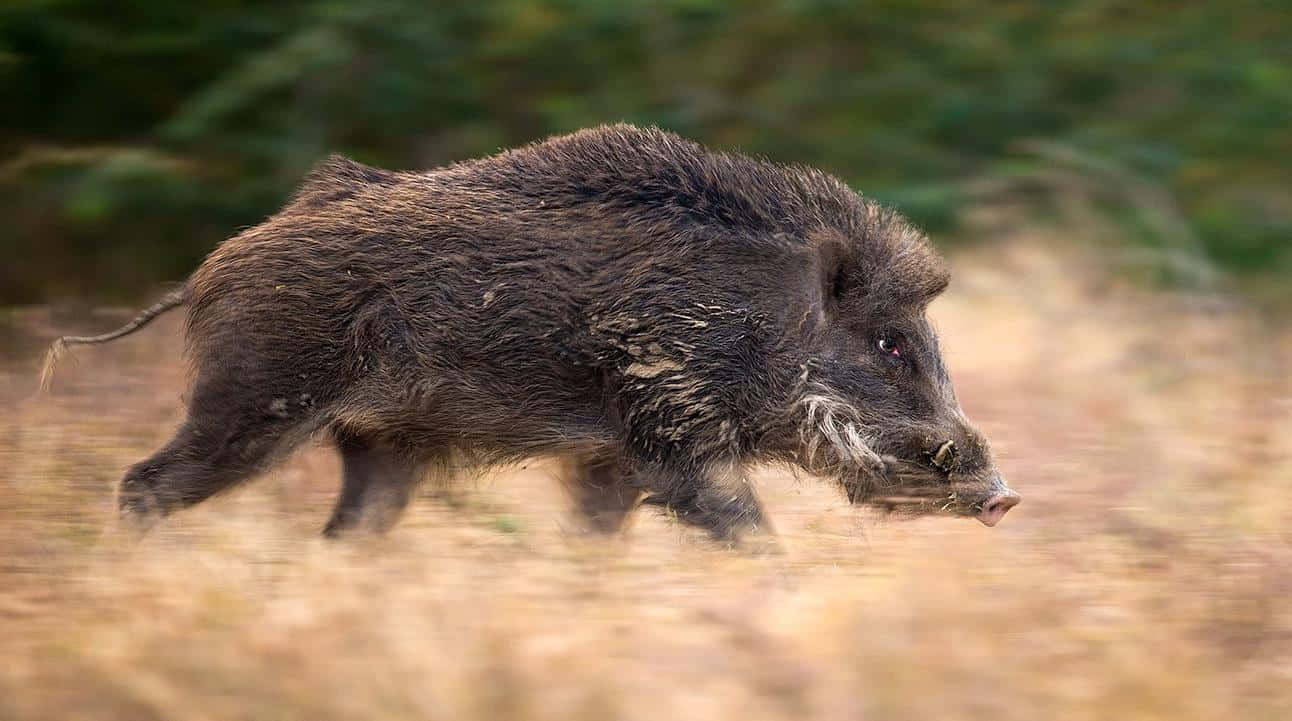 Wild Boar 桌布 壁紙 — 一頭毛髮粗糙深色的野豬在模糊的森林背景中穿過乾草奔跑。