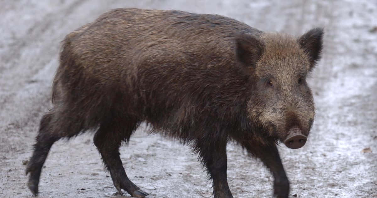 Wild Boar 桌布 壁紙 — 一頭毛髮粗糙深色的野豬自信地走過冬日森林中的雪地。