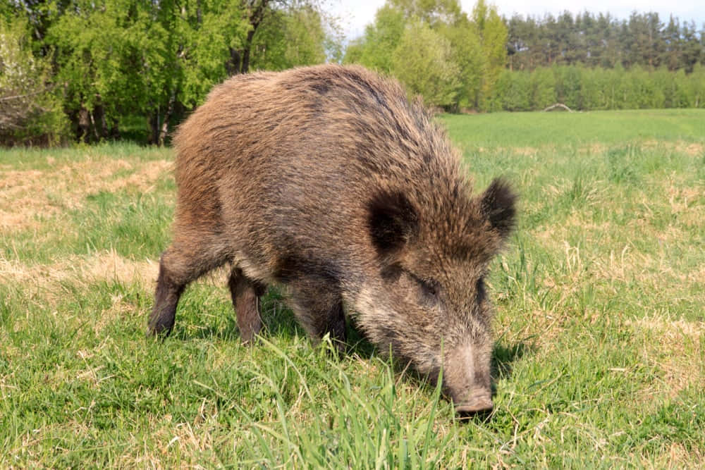 Wild Boar 桌布 壁紙 — 一頭毛髮粗糙的棕色野豬在陽光明媚、綠樹環繞的草地上覓食。
