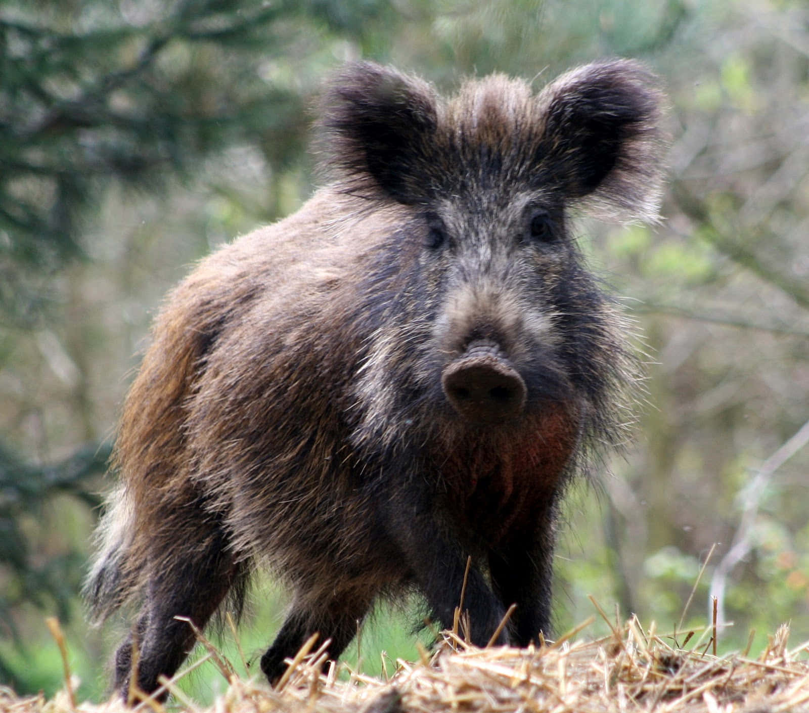 Wild Boar 桌布 壁紙 — 一頭毛髮蓬鬆棕色、耳朵警覺的野豬，站在陽光明媚的森林空地中，周圍是乾草和模糊的綠色樹葉。