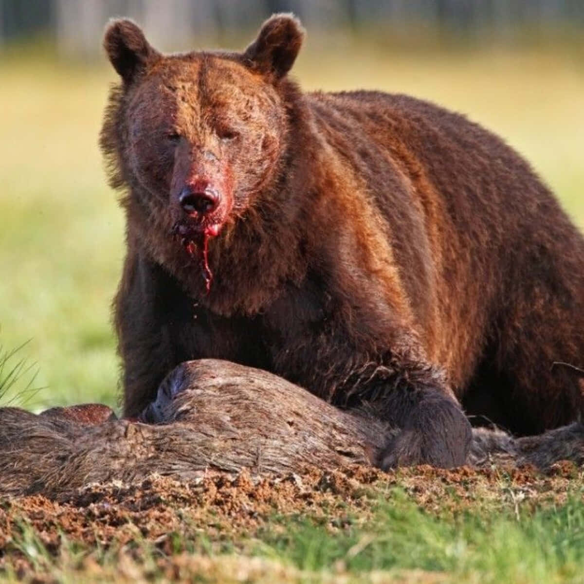 Brown Bears 桌布 壁紙 — 一頭沾滿鮮血的棕熊坐在草地上，周圍散落著泥土和毛髮，牠的獵物就在身下。