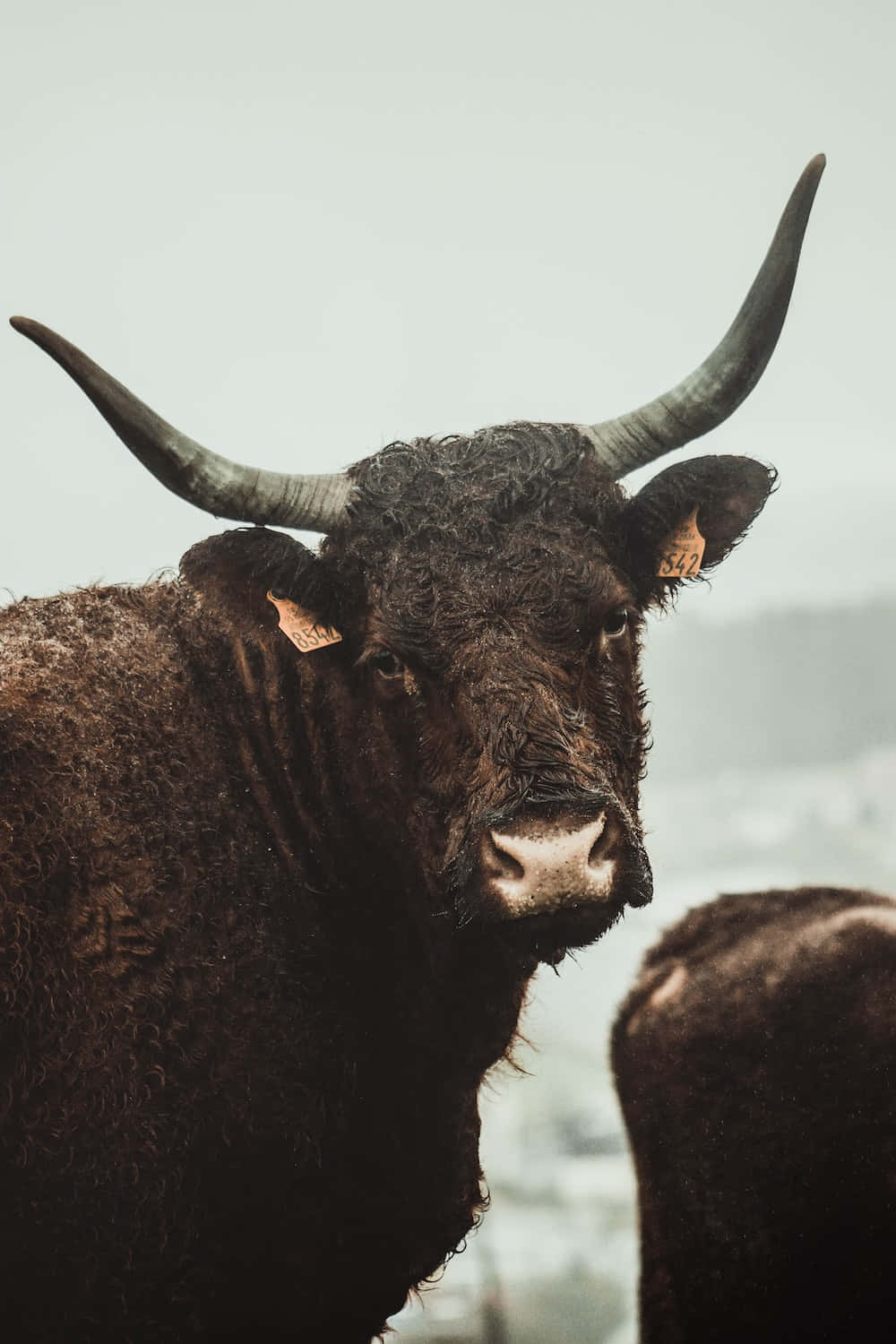 bull 桌布 壁紙 — 一頭深棕色公牛的特寫，有著巨大的彎曲角和耳標，在柔和的灰色背景下凝視著。