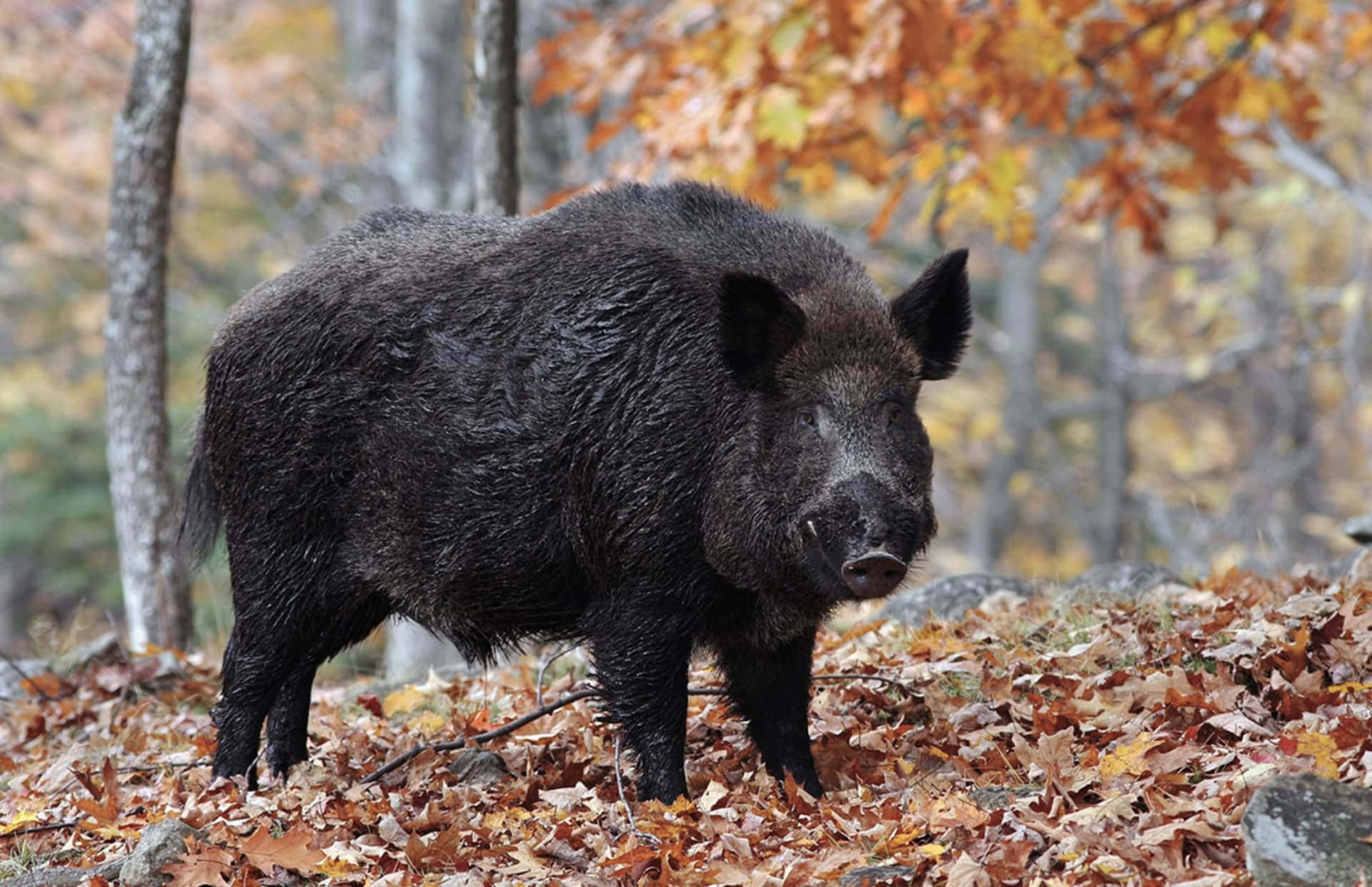 Wild Boar 桌布 壁紙 — 一頭深色毛髮的野豬在滿是橙色樹葉的森林中，於落下的秋葉間警覺地站立。