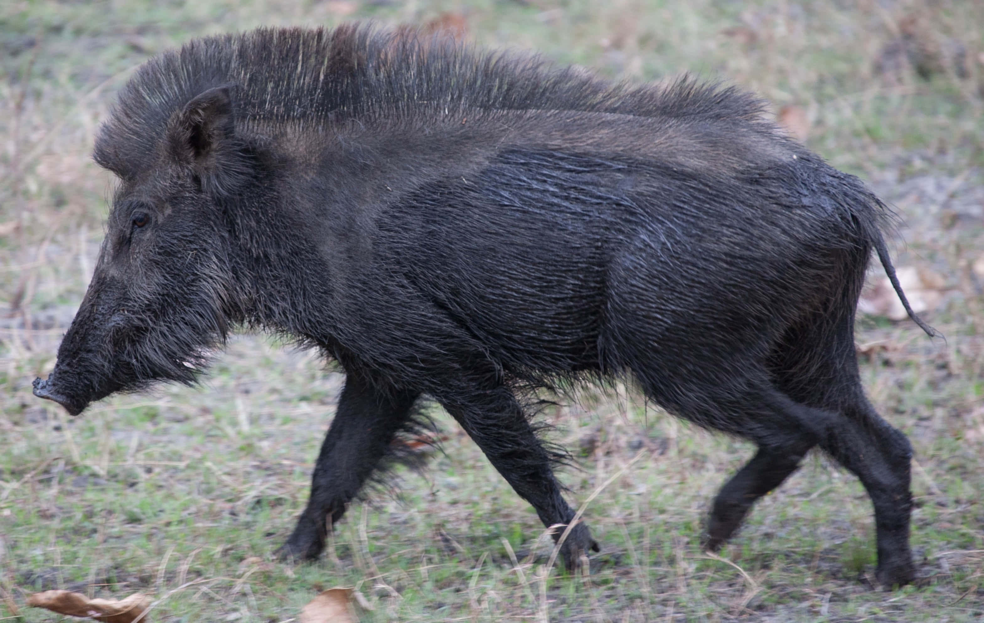 Wild Boar 桌布 壁紙 — 一頭深色毛髮的野豬正有目的地走過散落著乾葉的草地。