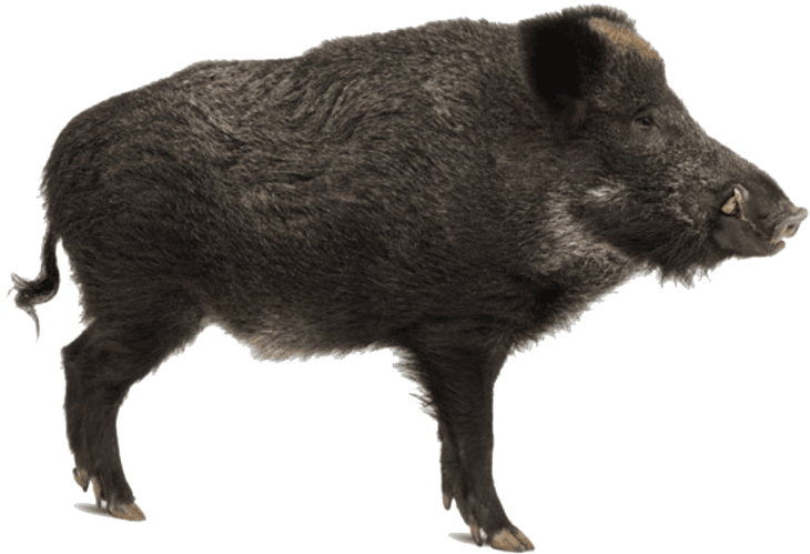 Boar 桌布 壁紙 — 一頭深色毛髮的野豬站在純黑色背景前的詳細側面輪廓。