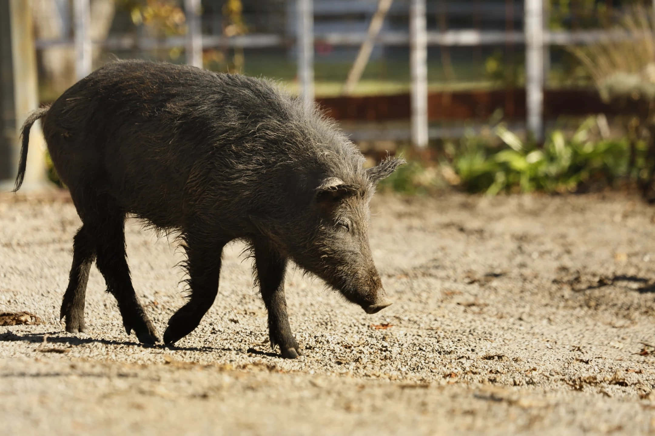 Pig 桌布 壁紙 — 一頭深色毛髮的野豬走過一條陽光普照的碎石路，背景有圍欄。