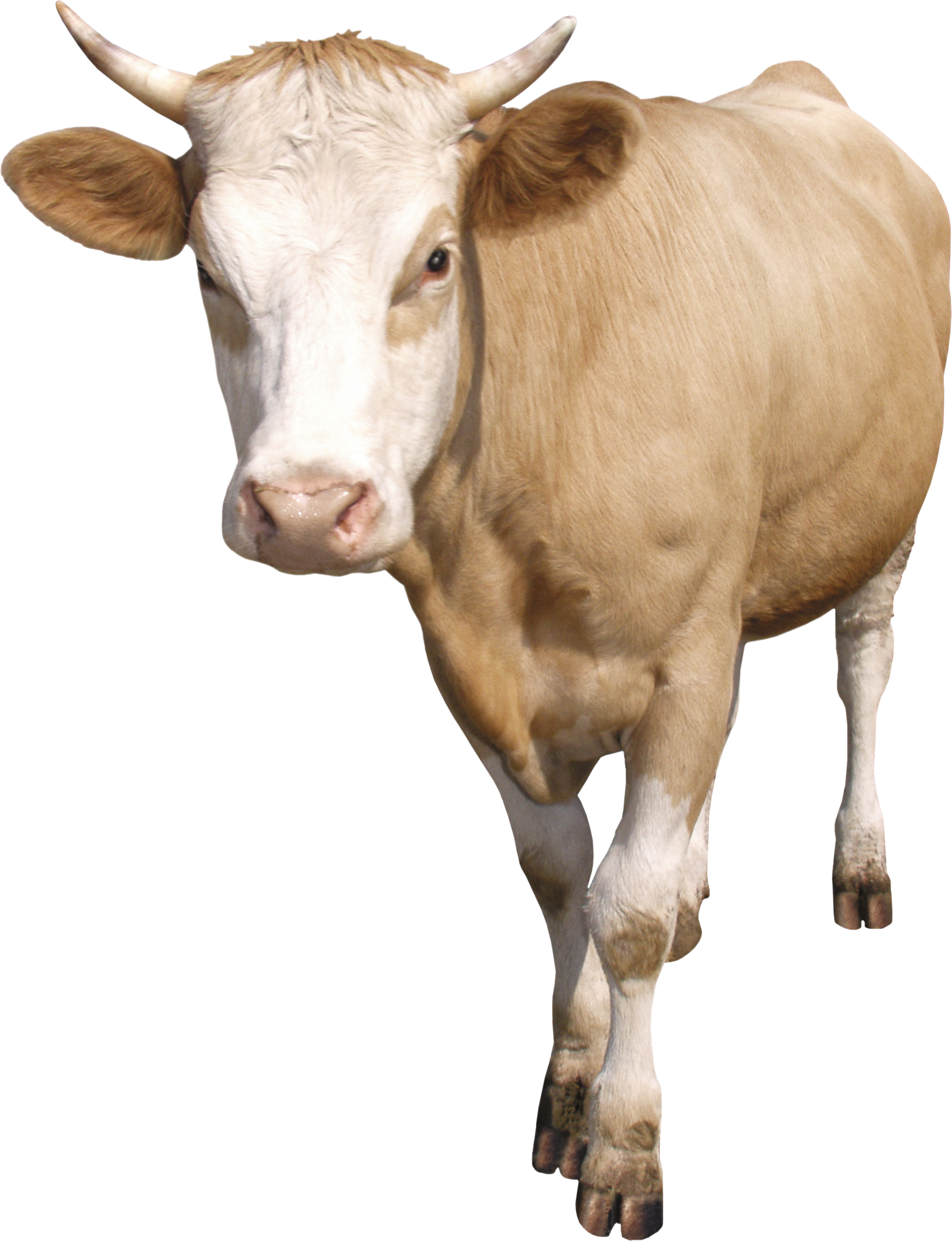 Cattle 桌布 壁紙 — 一頭淺棕色、白色臉和角的牛在純白色背景上向前邁步。