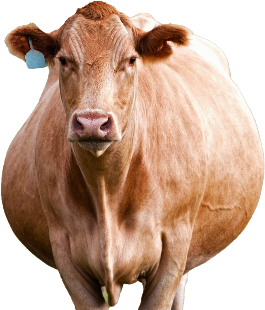 Cattle 桌布 壁紙 — 一頭淺棕色牛隻的近距離特寫，帶有藍色耳標，在黑色背景下直視鏡頭。