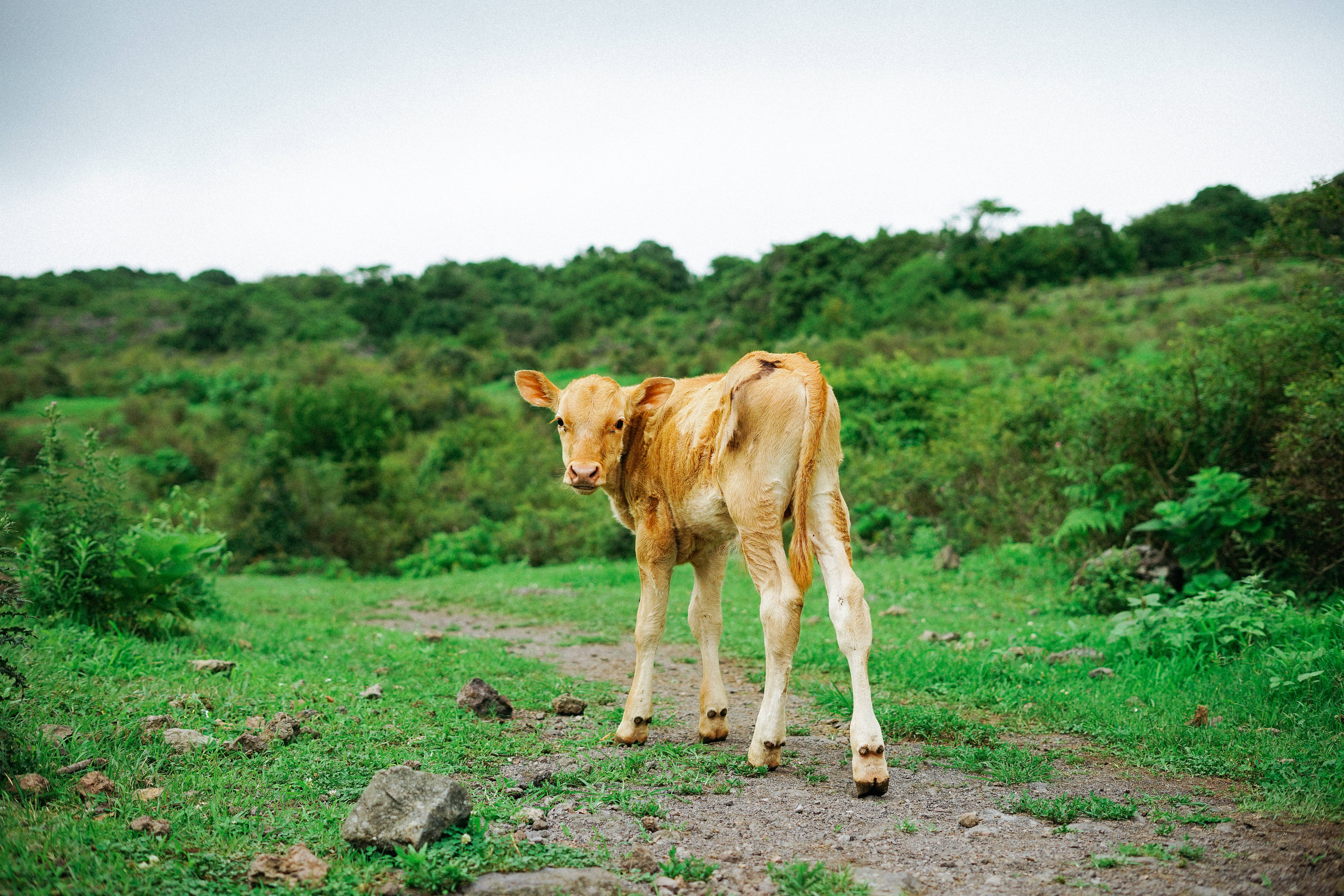 Cute Cow 桌布 壁紙 — 一頭淺棕色的小牛站在多雲天空下茂盛綠色田野的草地上。