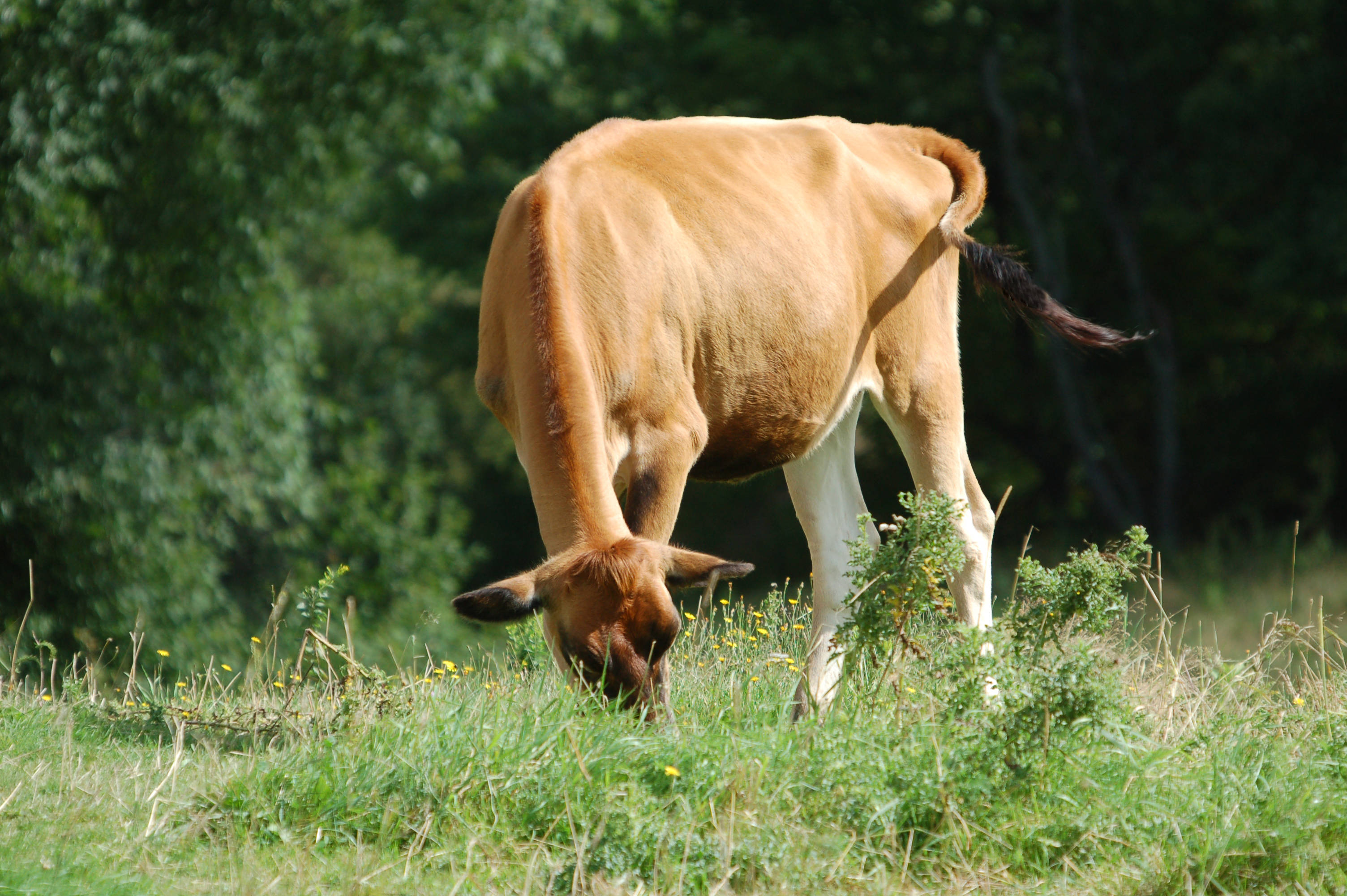 Cute Cow 桌布 壁紙 — 一頭淺棕色的牛在陽光明媚的草地上平靜地吃草，草地上點綴著野花，四周環繞著茂密的綠樹。