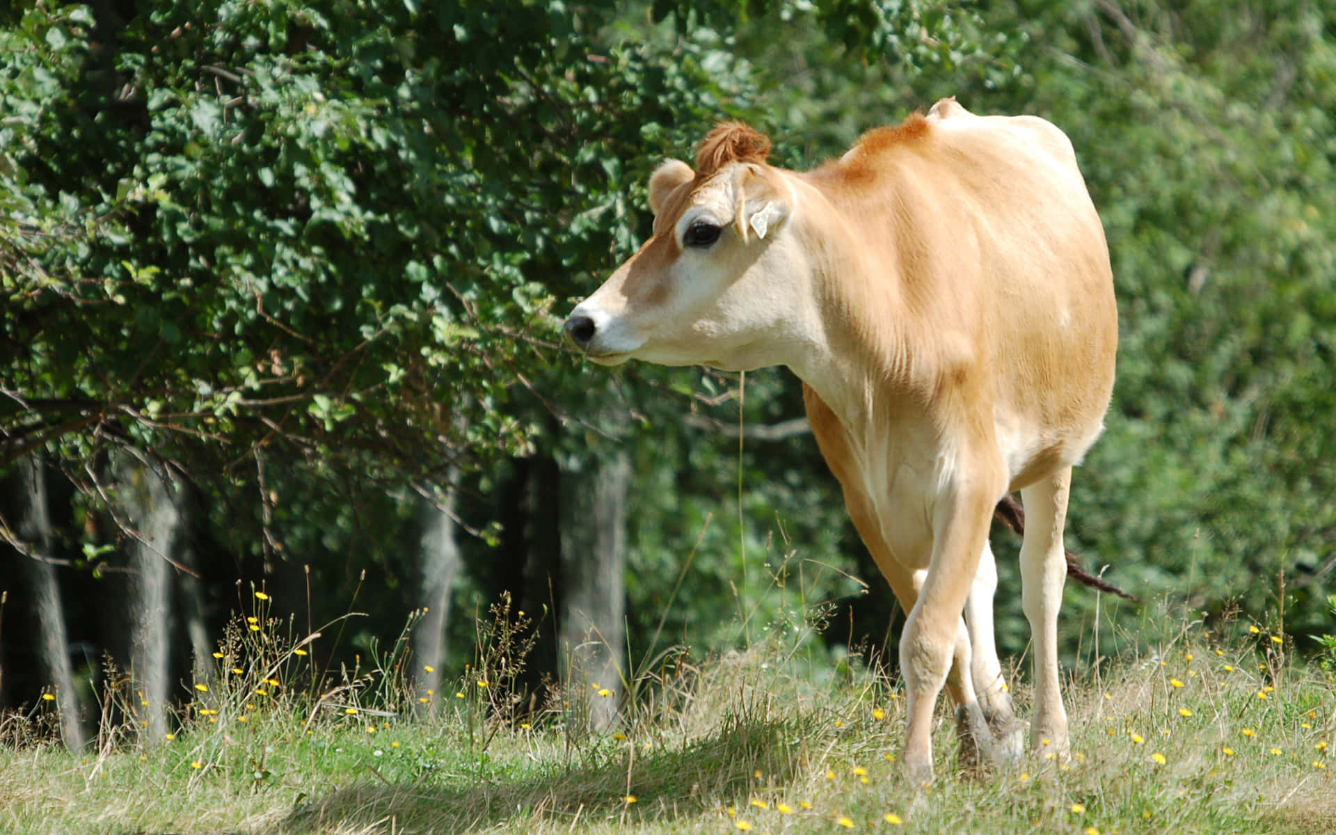 Brown Swiss Cow 桌布 壁紙 — 一頭淺棕色的牛站在陽光普照、點綴著黃色花朵的草地上，周圍是茂密的綠色樹木。