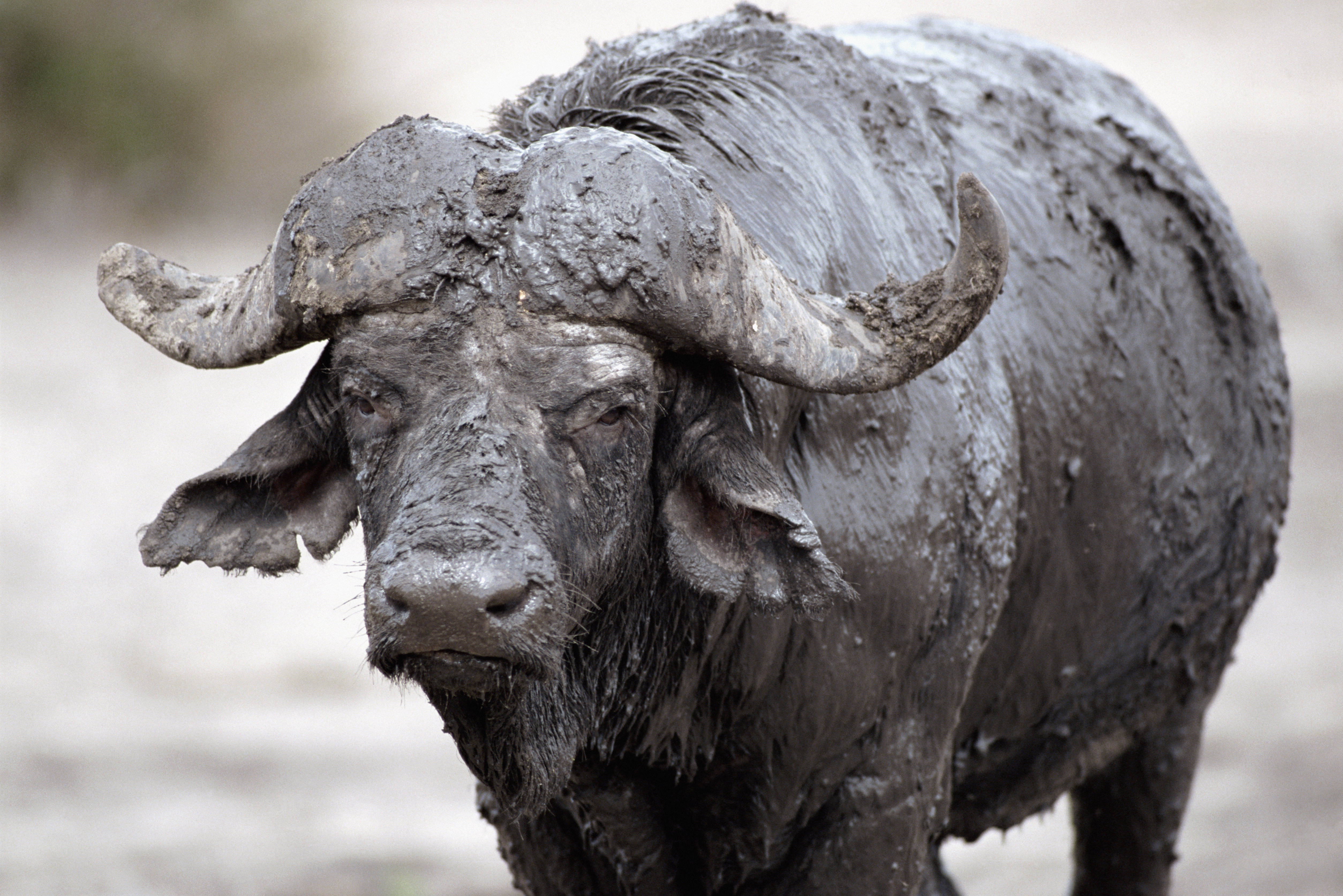 Buffalo 桌布 壁紙 — 一頭滿身泥濘、長著巨大彎角的非洲水牛站在淺水坑中的特寫。