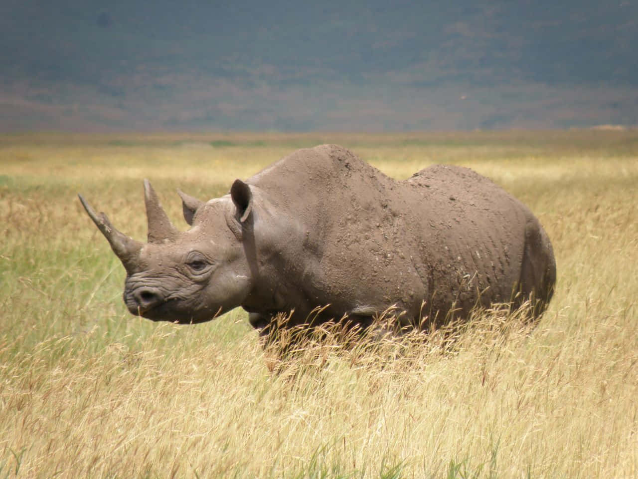 rhino 桌布 壁紙 — 一頭滿身泥濘的大犀牛平靜地站在高高的金色草叢中，天空朦朧。