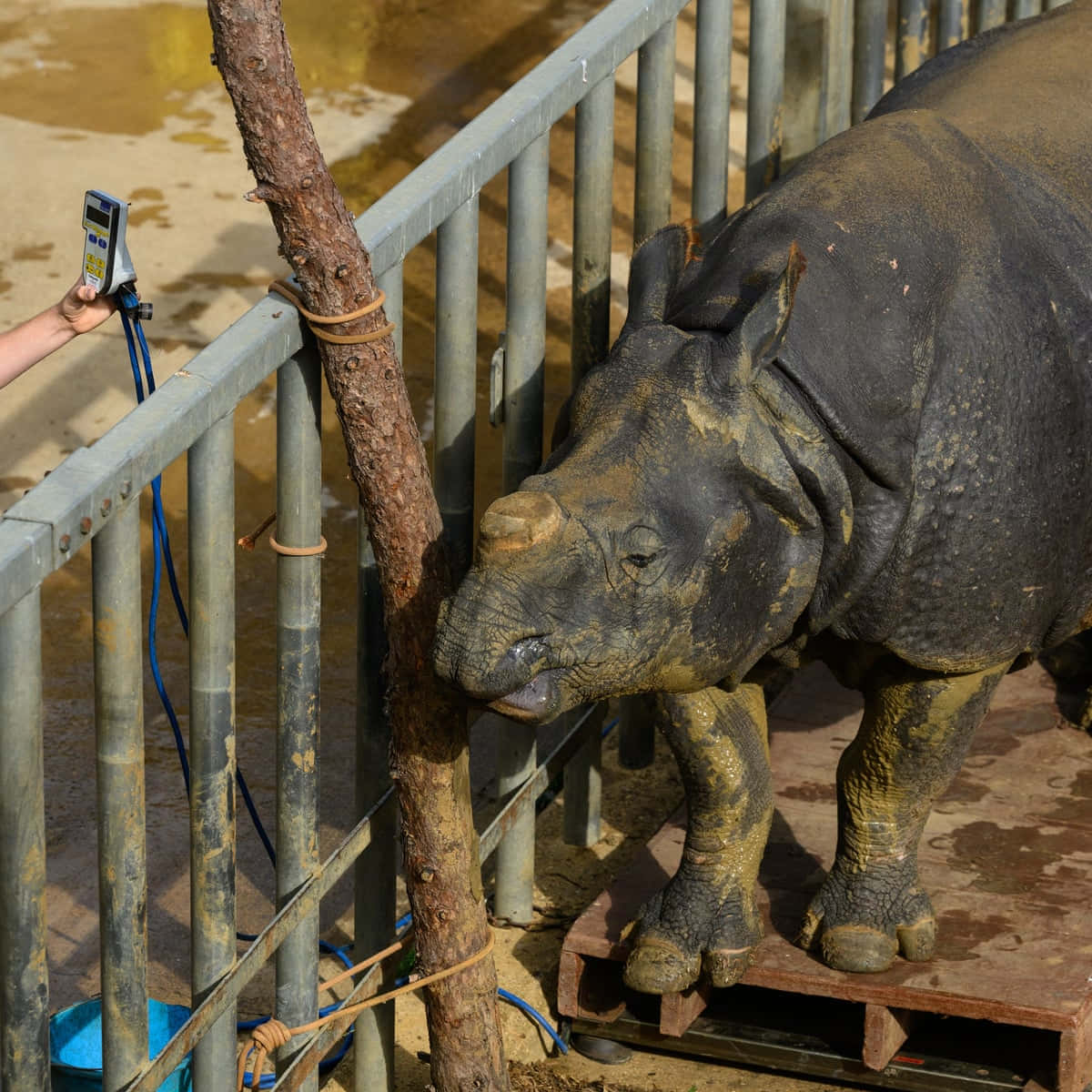Rhinoceros 桌布 壁紙 — 一頭滿身泥濘的犀牛站在木製平台上，身後有金屬圍欄，一個人正拿著溫度計靠近牠的鼻子。