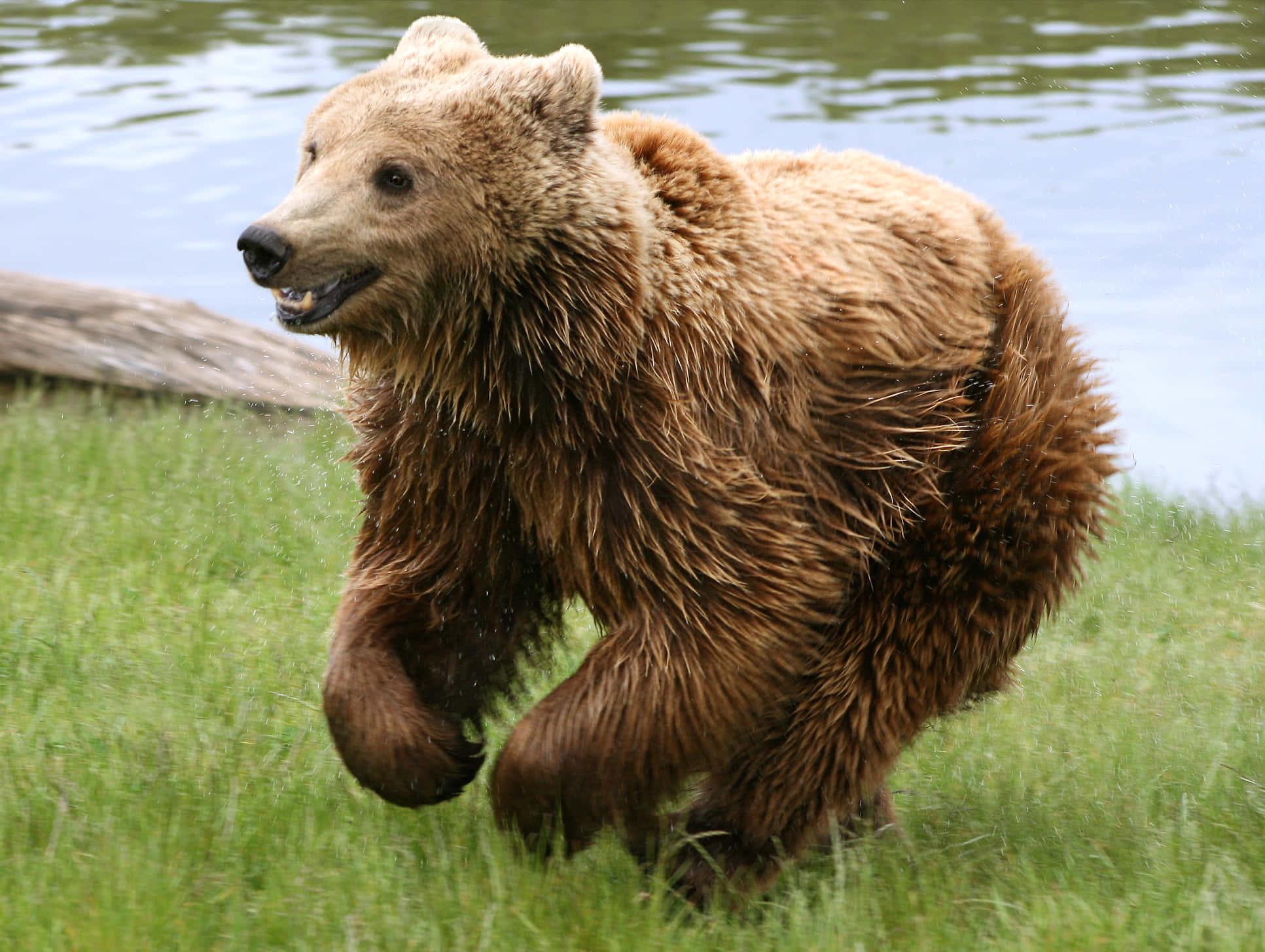 Brown Bear 桌布 壁紙 — 一頭濕漉漉的棕熊在平靜的水邊綠色草地上奔跑，背景有一根圓木。