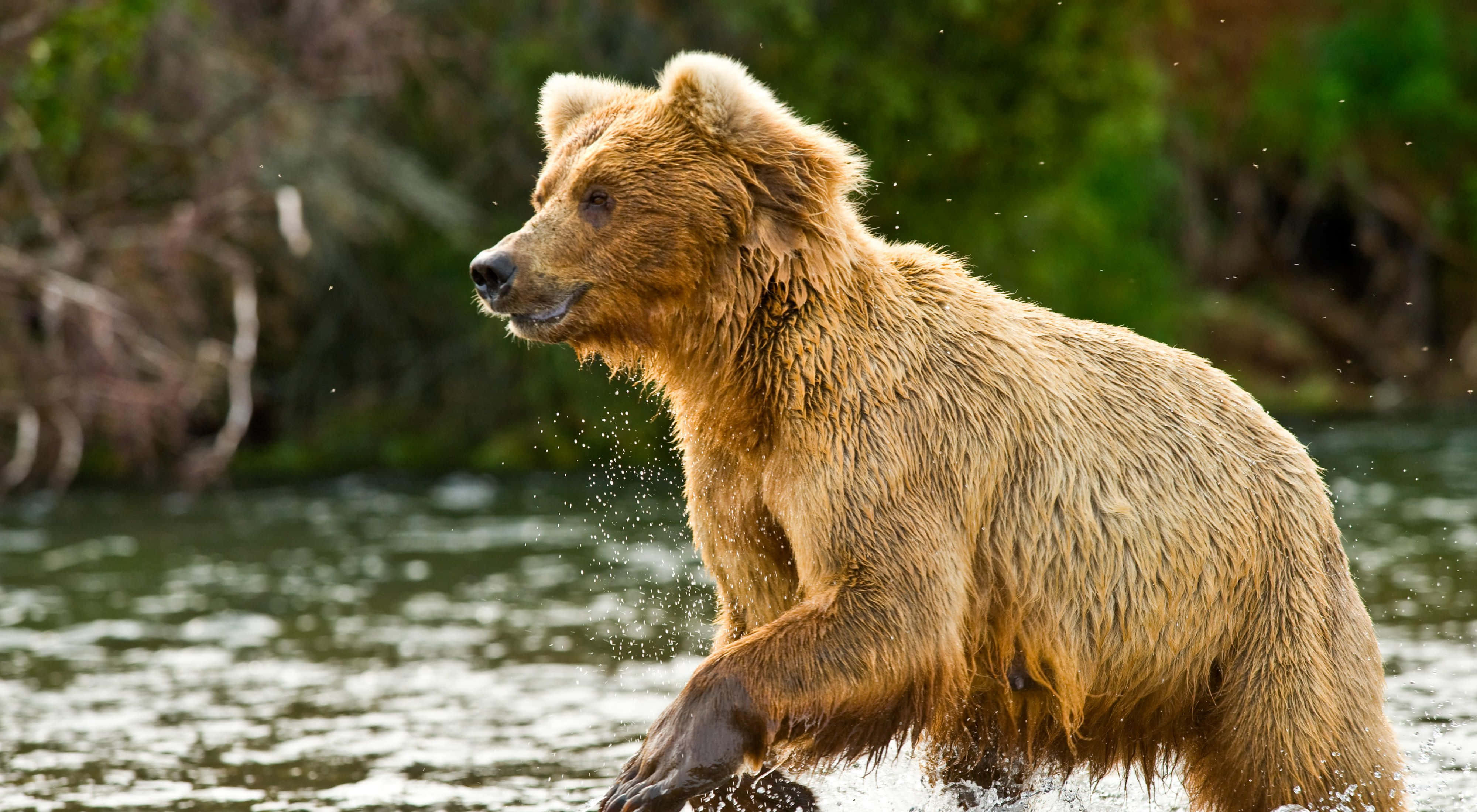 Brown Bears 桌布 壁紙 — 一頭濕漉漉的棕熊在淺水中大步前行，強壯的身軀周圍濺起水花。