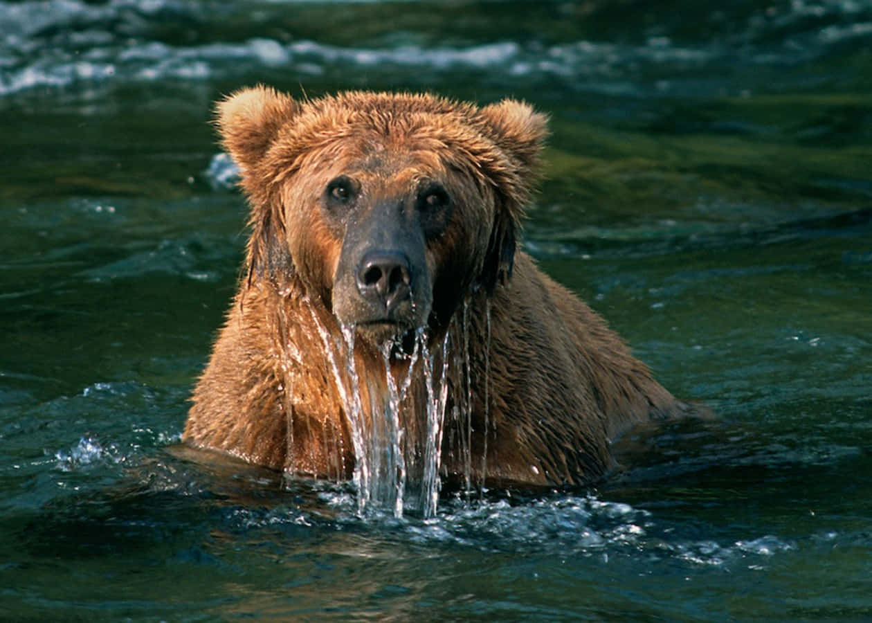 Brown Bear 桌布 壁紙 — 一頭濕漉漉的棕熊從綠色的水中浮現，水滴從牠的口鼻處流下。