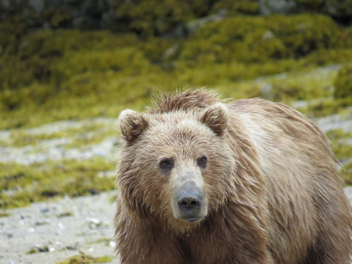 Brown Bear 桌布 壁紙 — 一頭濕漉漉的棕熊警覺地站在長滿苔蘚的岩石海岸上，用銳利的眼神直視鏡頭。