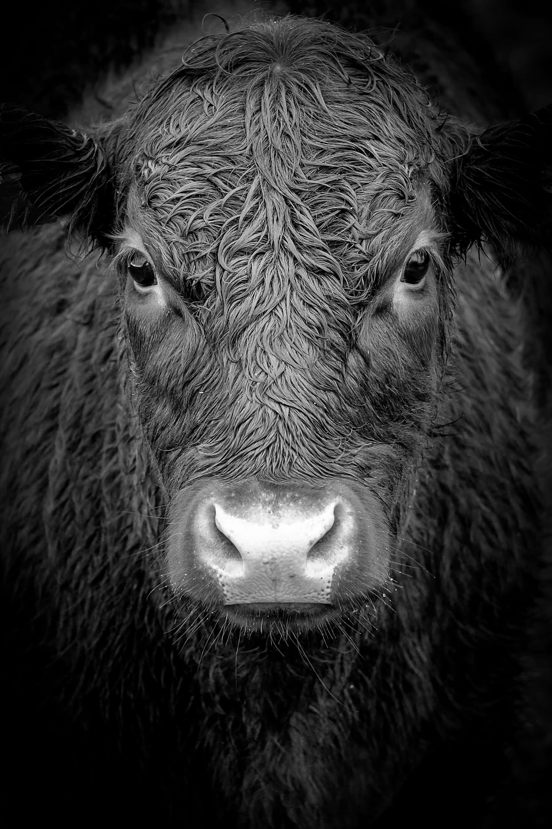 Black And White Cow 桌布 壁紙 — 一頭濕透的高地牛直接看著鏡頭的黑白特寫肖像，毛髮有紋理，鼻頭反光。