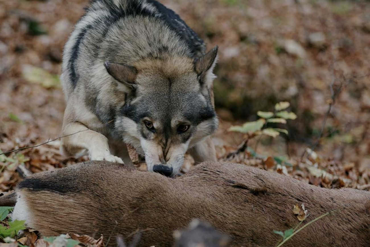 Hunting Wolves 桌布 壁紙 — 一頭灰狼在鋪滿落葉的森林地面上專注地嗅著一具鹿的屍體。