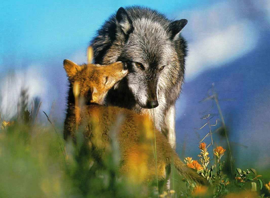 Wolf In Spring 桌布 壁紙 — 一頭灰狼在陽光普照、長滿野花和藍天的草地上，溫柔地用鼻子輕觸一頭微紅的狐狸幼崽。