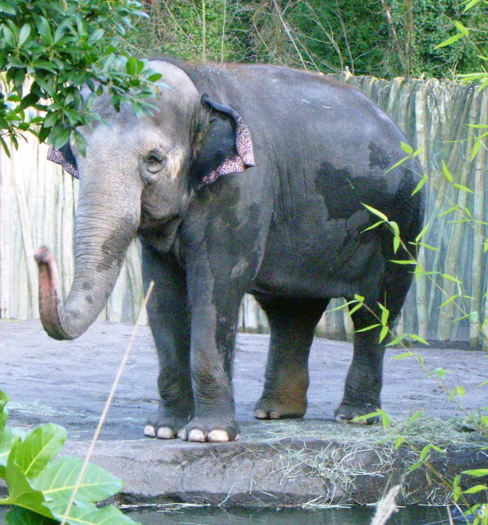 大象 桌布 壁紙 — 一頭灰色大象站在動物園的圍欄內，背後有茂密的綠色樹葉和木柵欄。