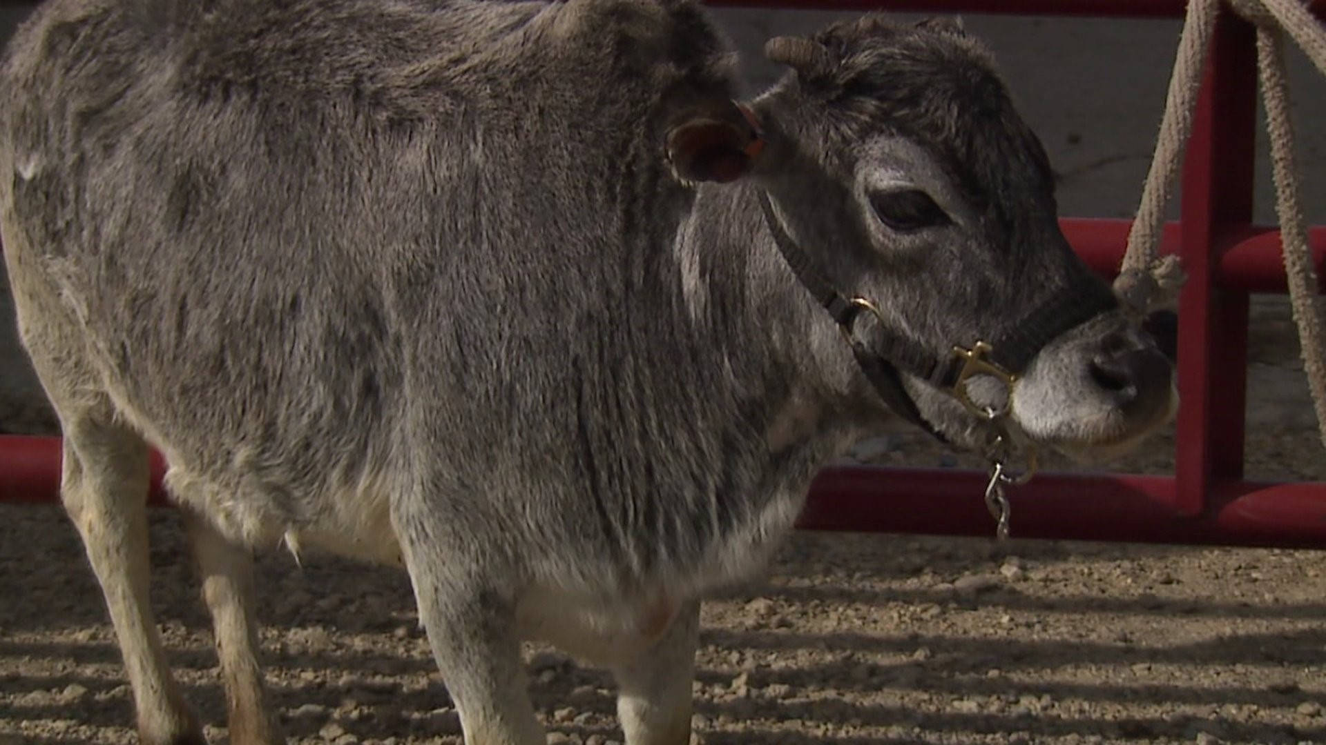 Cattle 桌布 壁紙 — 一頭灰色牛戴著韁繩，站在塵土飛揚的競技場中，旁邊是紅色圍欄的特寫。
