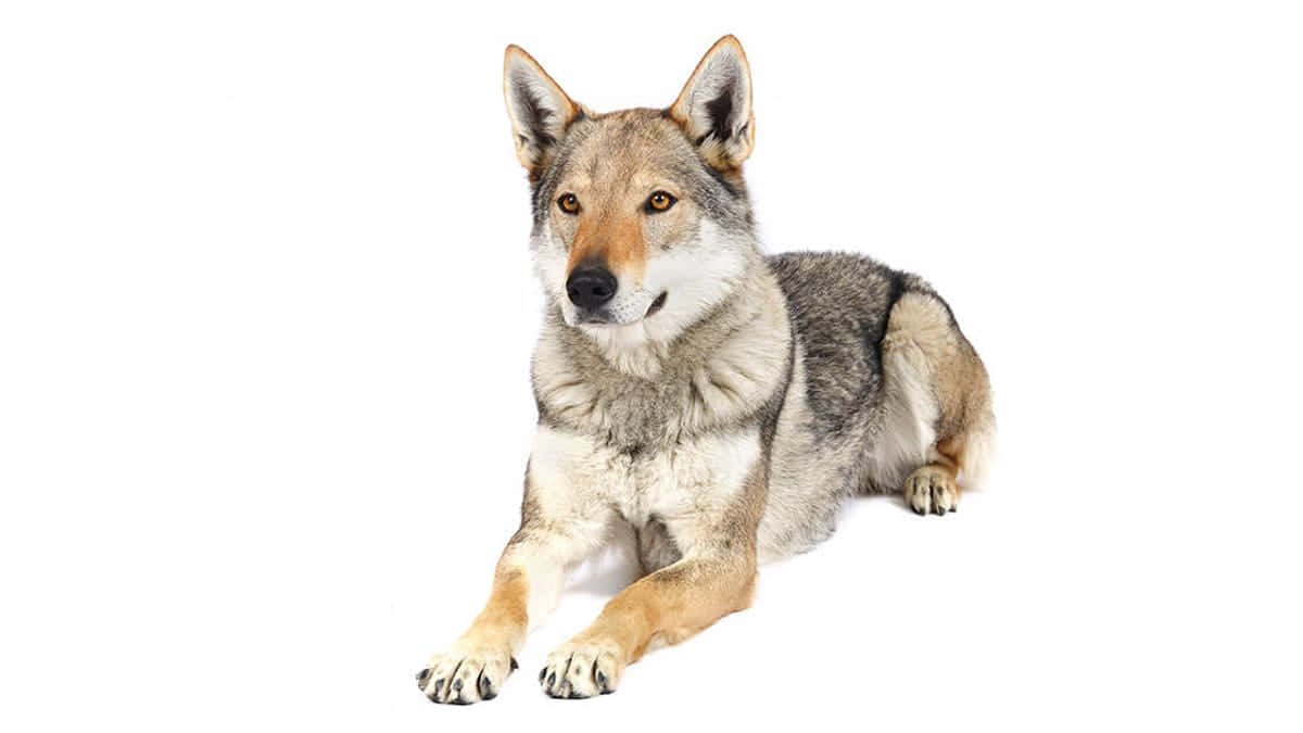 wolfdog 桌布 壁紙 — 一頭灰褐色毛皮的雄偉狼隻，靜靜地躺在純白背景上，直視觀賞者。