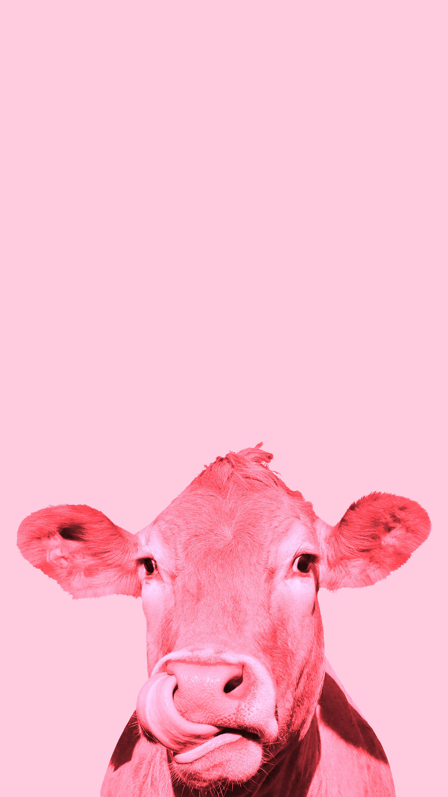 Strawberry Cow 桌布 壁紙 — 一頭牛臉部特寫，表情俏皮，背景為純粉紅色。