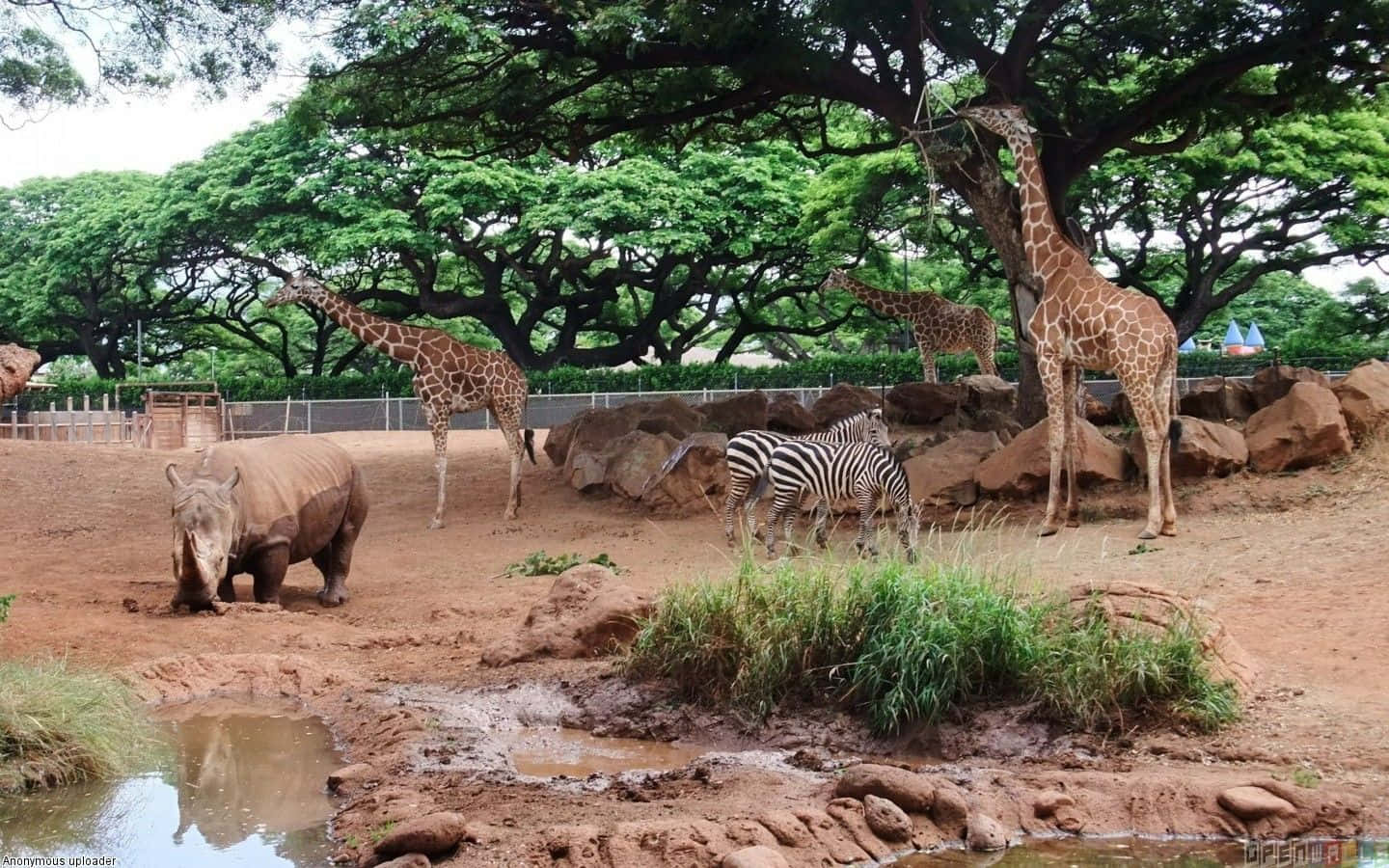 長頸鹿 桌布 壁紙 — 一頭犀牛、斑馬和長頸鹿在陽光普照的動物園圍欄內漫步，地面泥濘，有岩石和枝葉茂密的樹木。