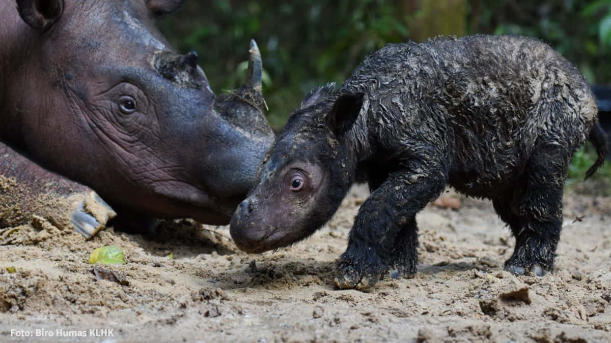 Rhinoceros 桌布 壁紙 — 一頭犀牛媽媽和她滿身泥濘的小犀牛寶寶在陽光明媚的森林空地中親暱地碰鼻。