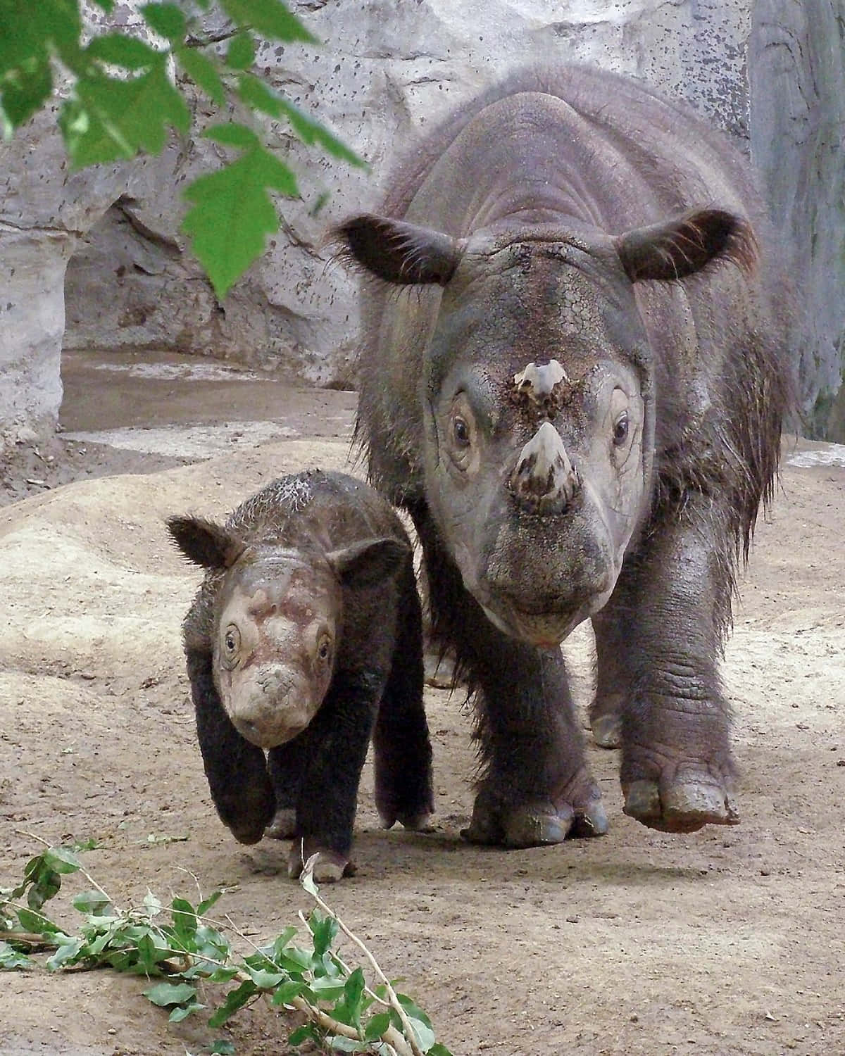 Rhinoceros 桌布 壁紙 — 一頭犀牛媽媽和她的幼崽在泥土地上一起行走，綠葉框住了場景。